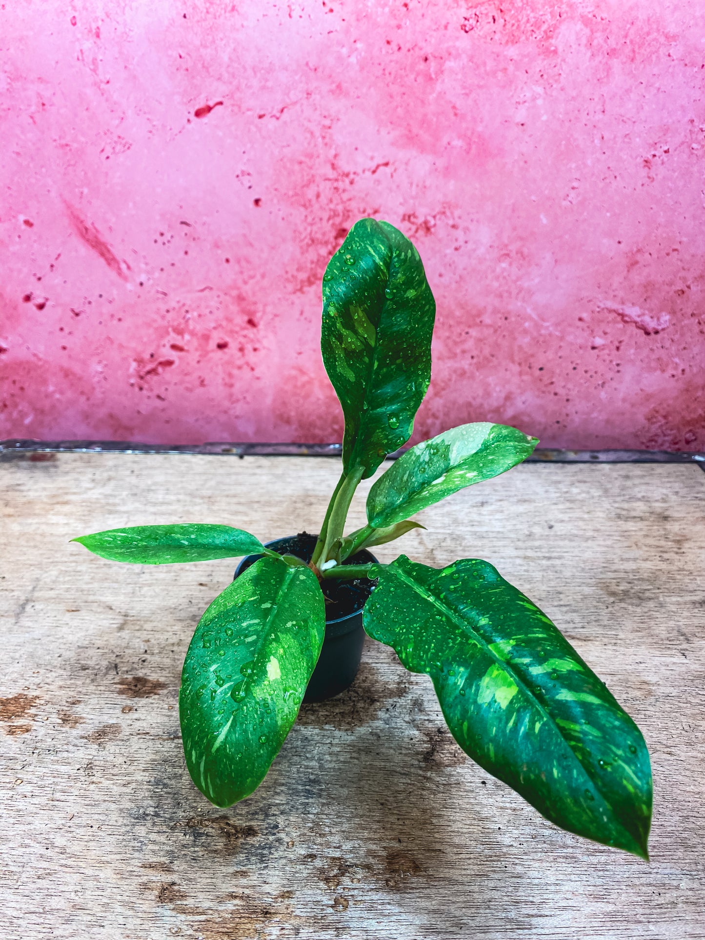 Mini Philodendron Ring Of Fire