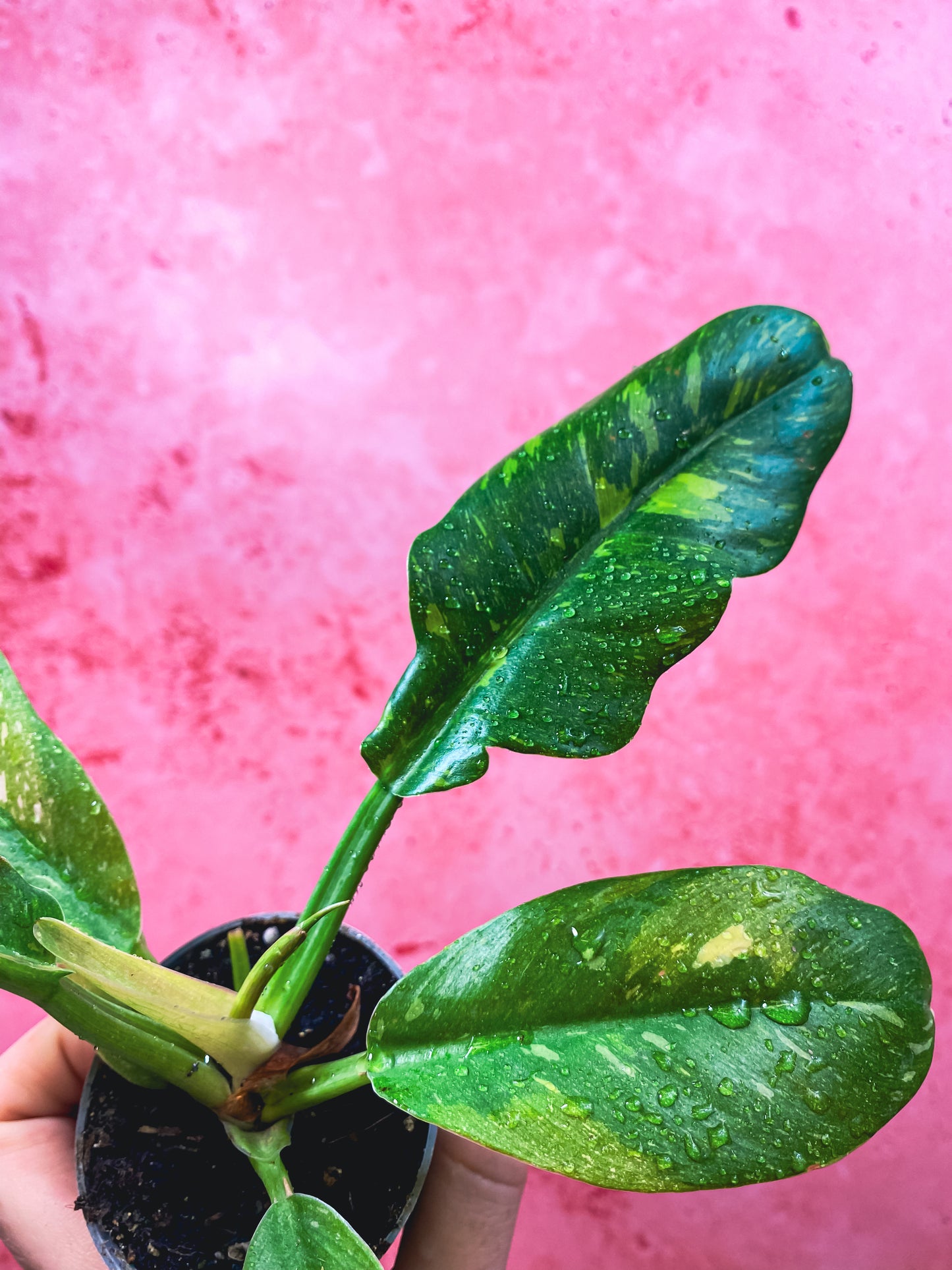 Mini Philodendron Ring Of Fire