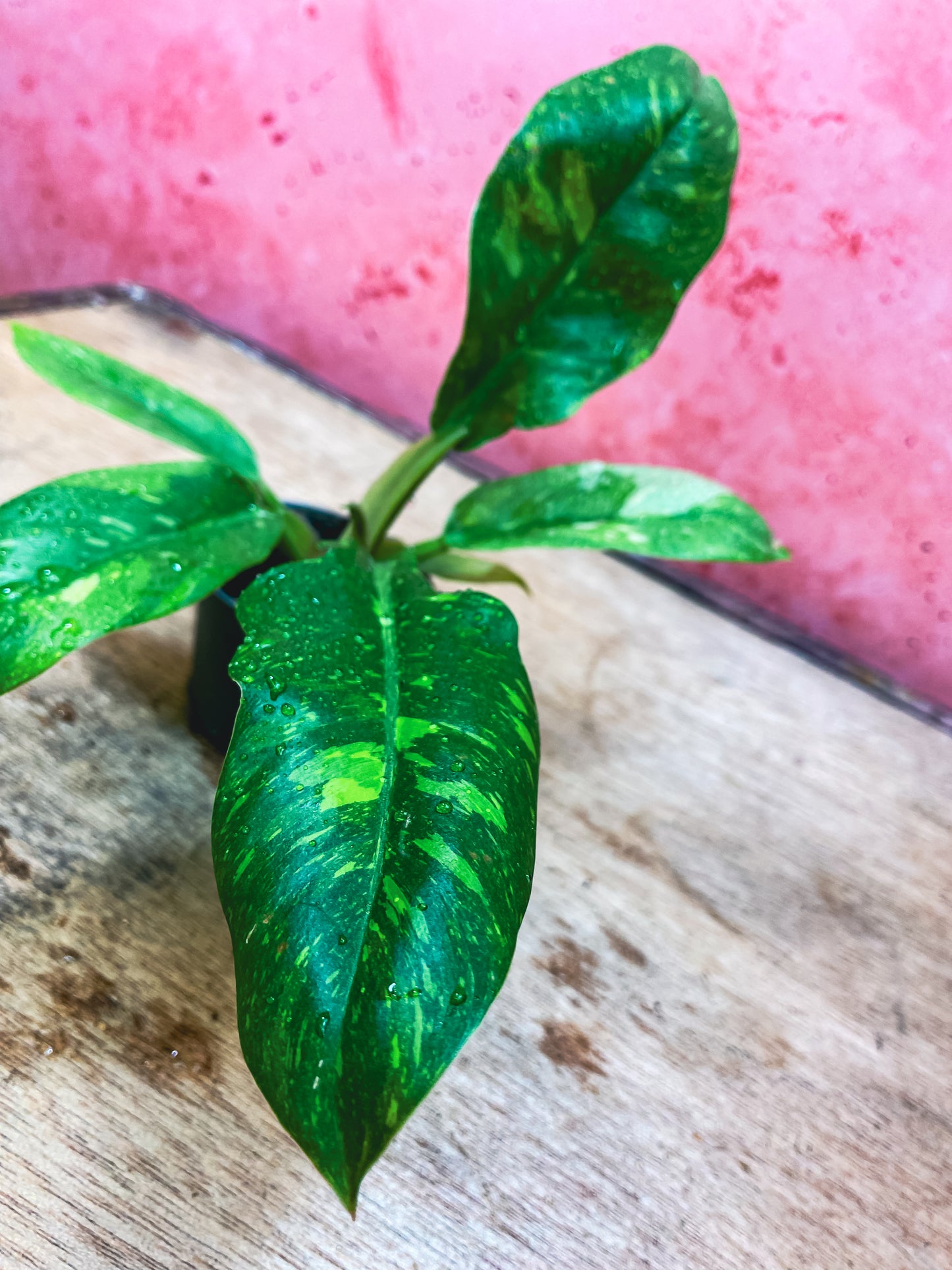 Mini Philodendron Ring Of Fire
