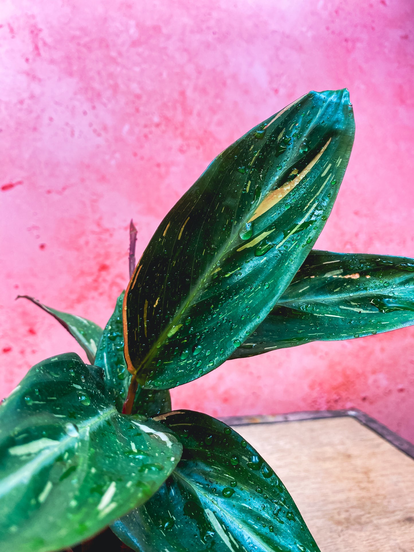 Calathea Magic Star