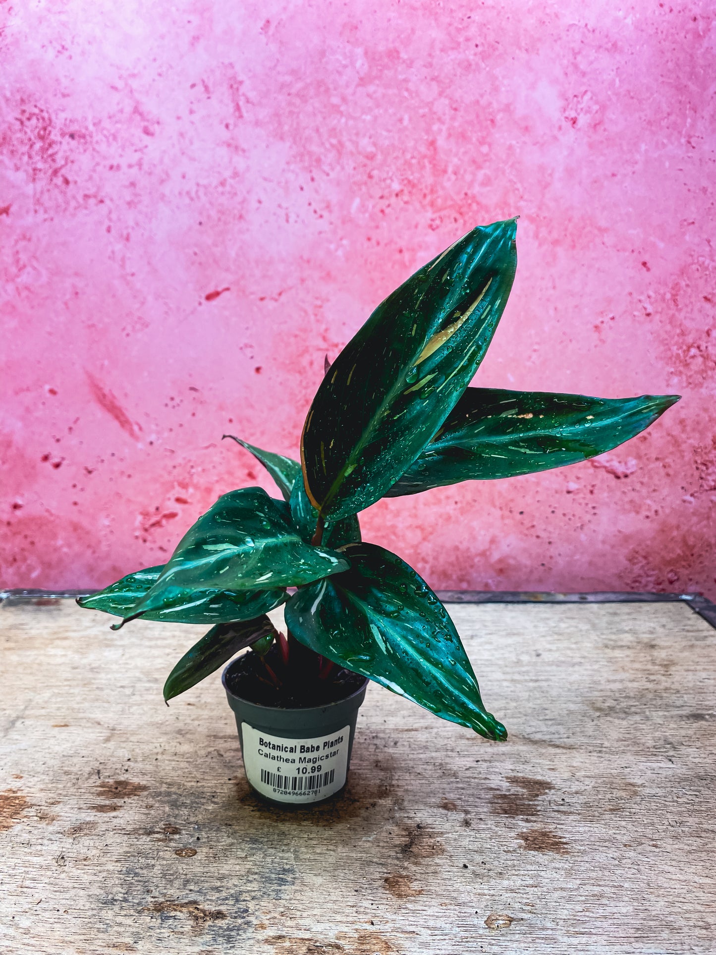 Calathea Magic Star