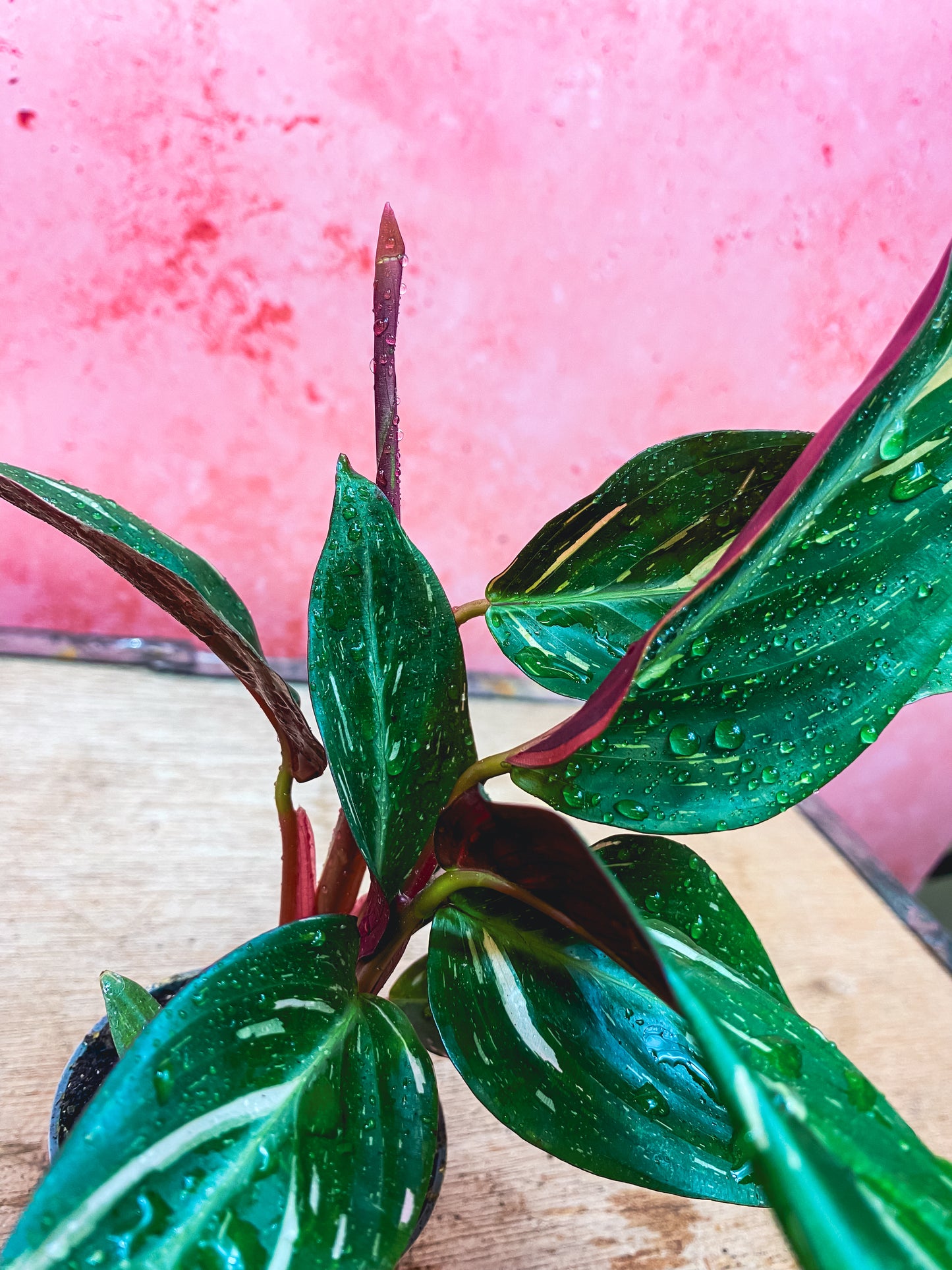 Calathea Magic Star