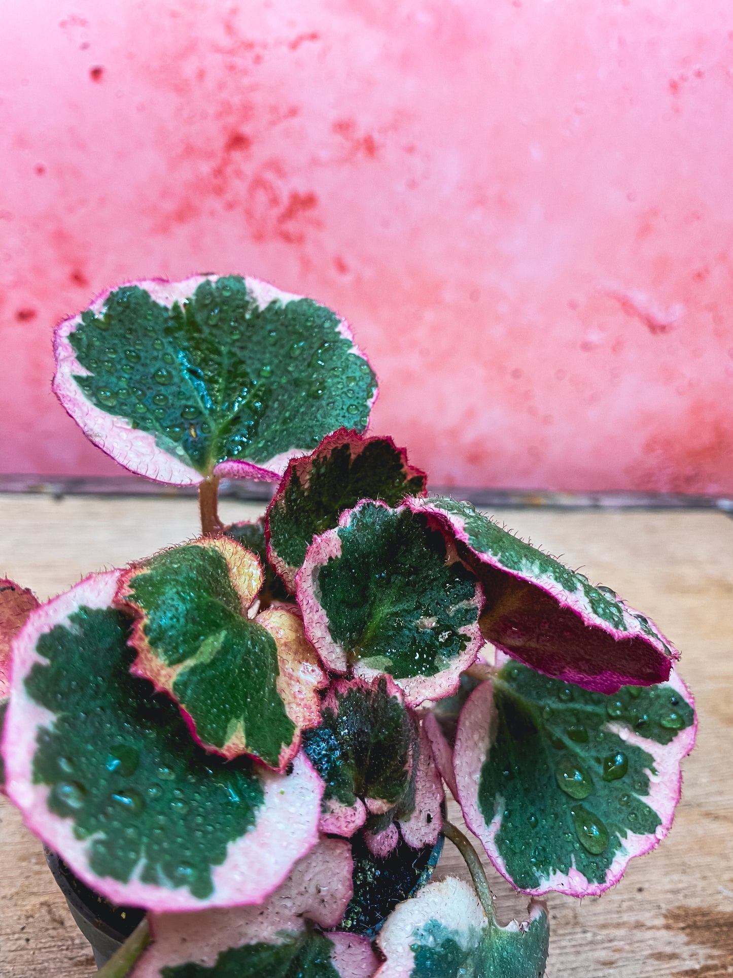 Mini Strawberry Begonia