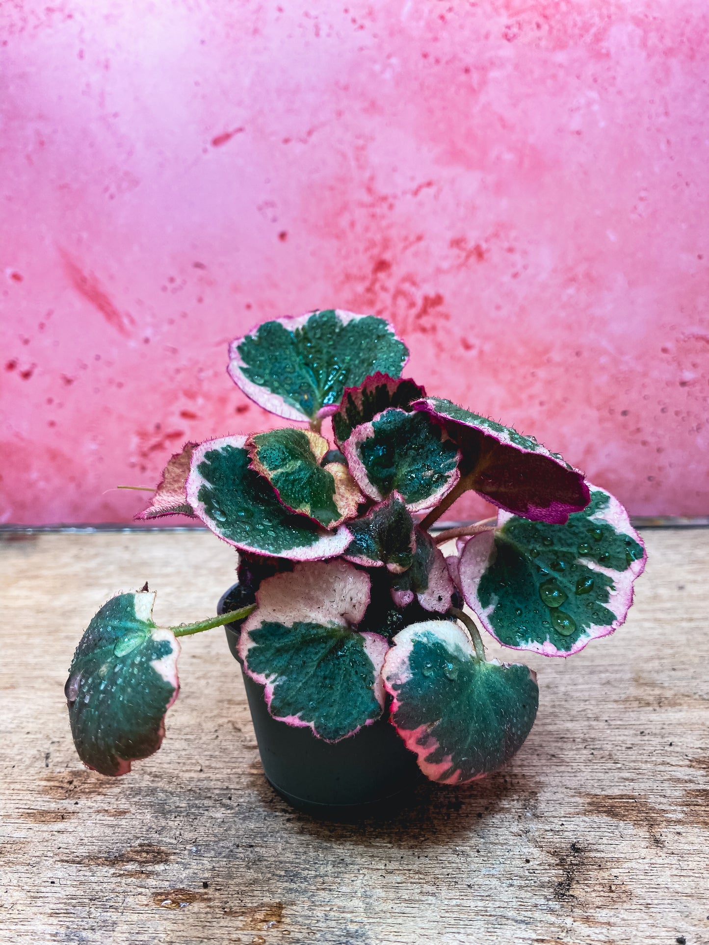 Mini Strawberry Begonia