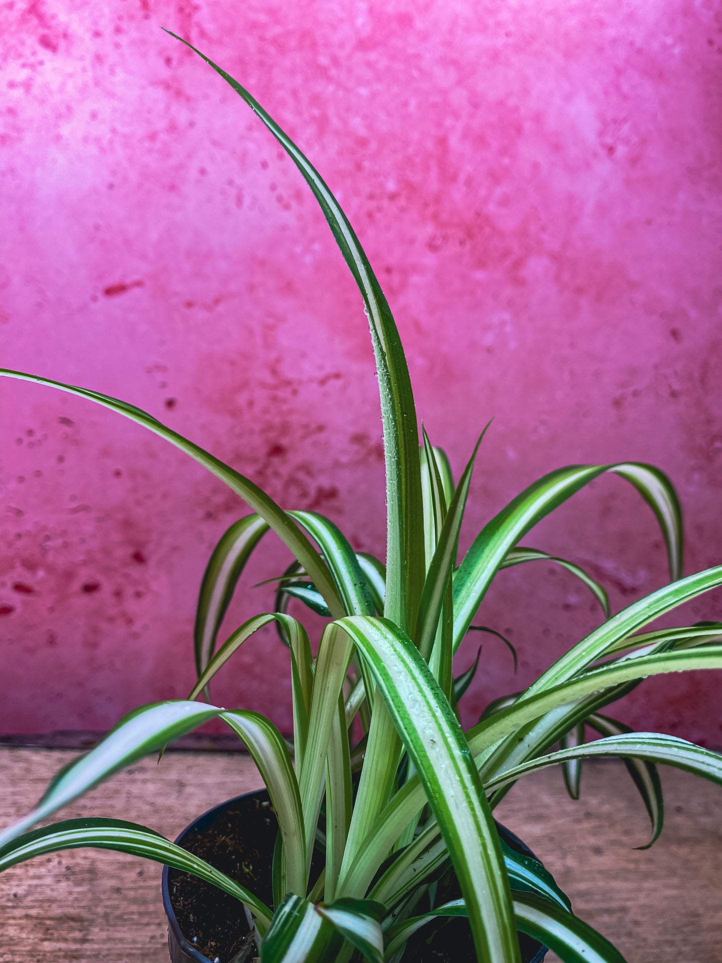Mini Spider Plants