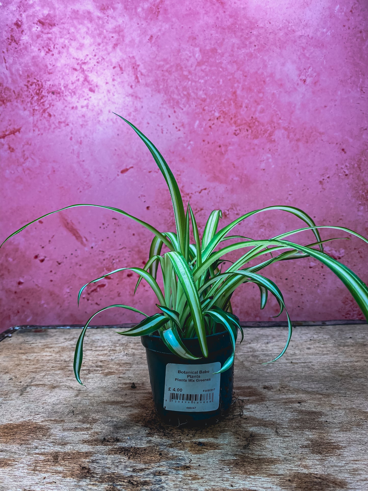Mini Spider Plants