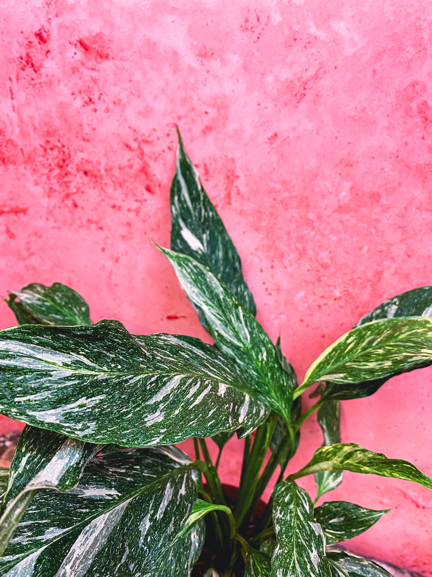 Peace Lily Diamond