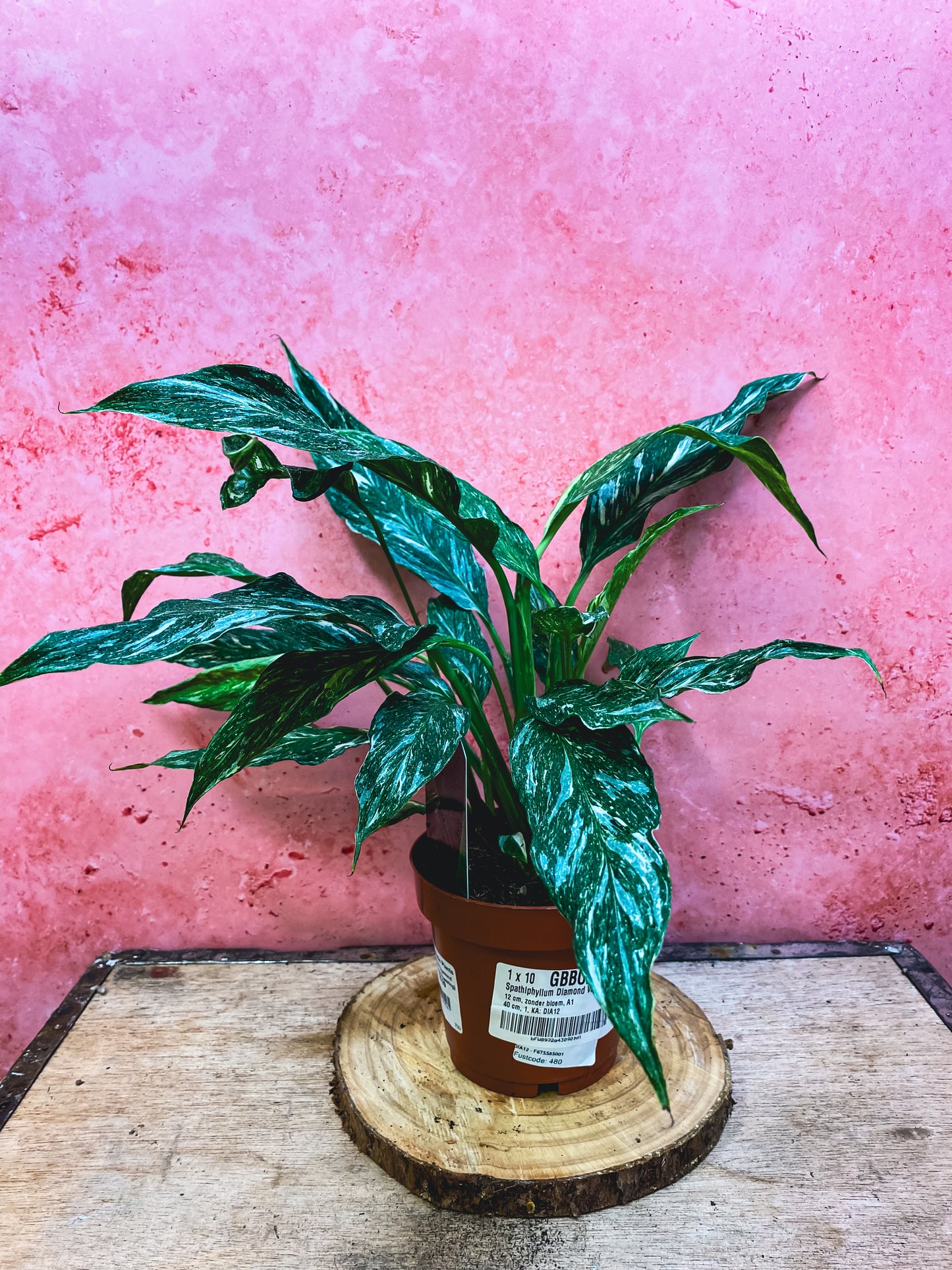 Peace Lily Diamond