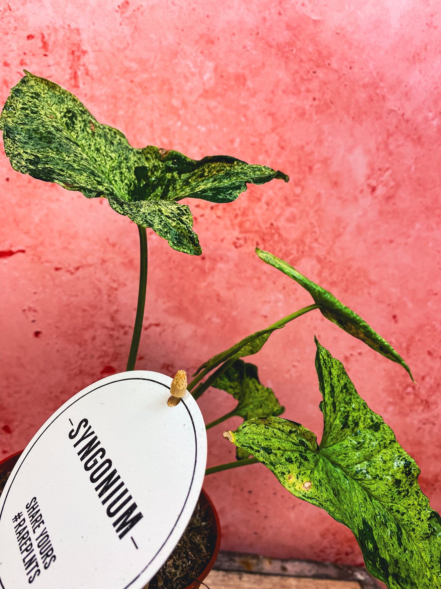 Syngonium Mojito