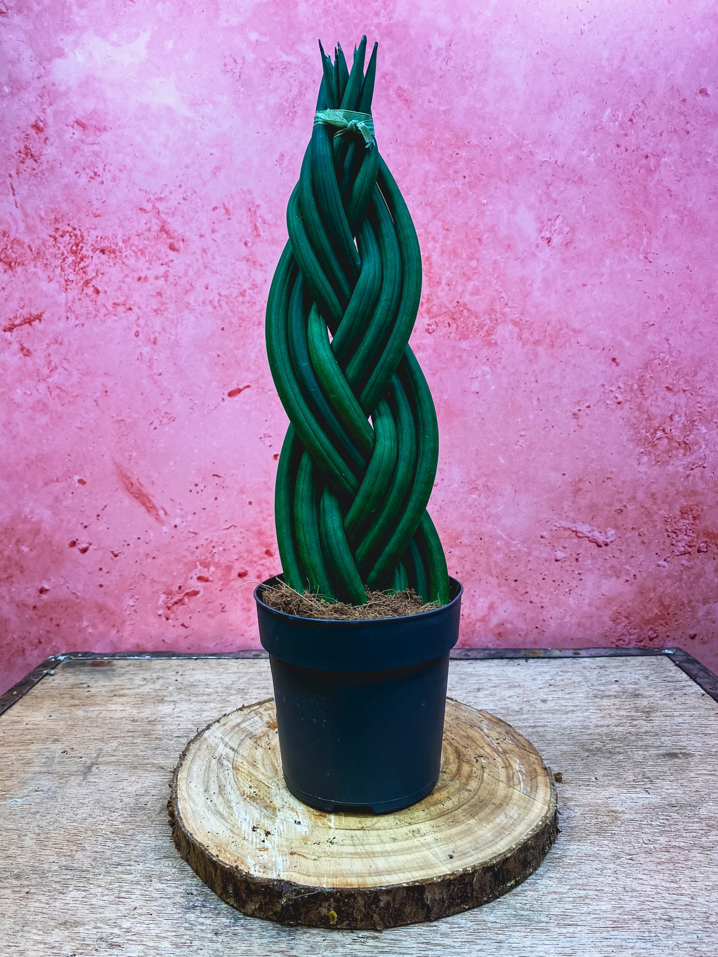 Braided Sansevieria Cylindrica