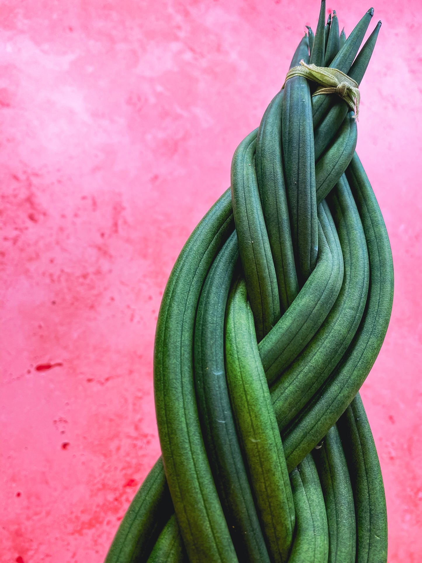 Braided Sansevieria Cylindrica