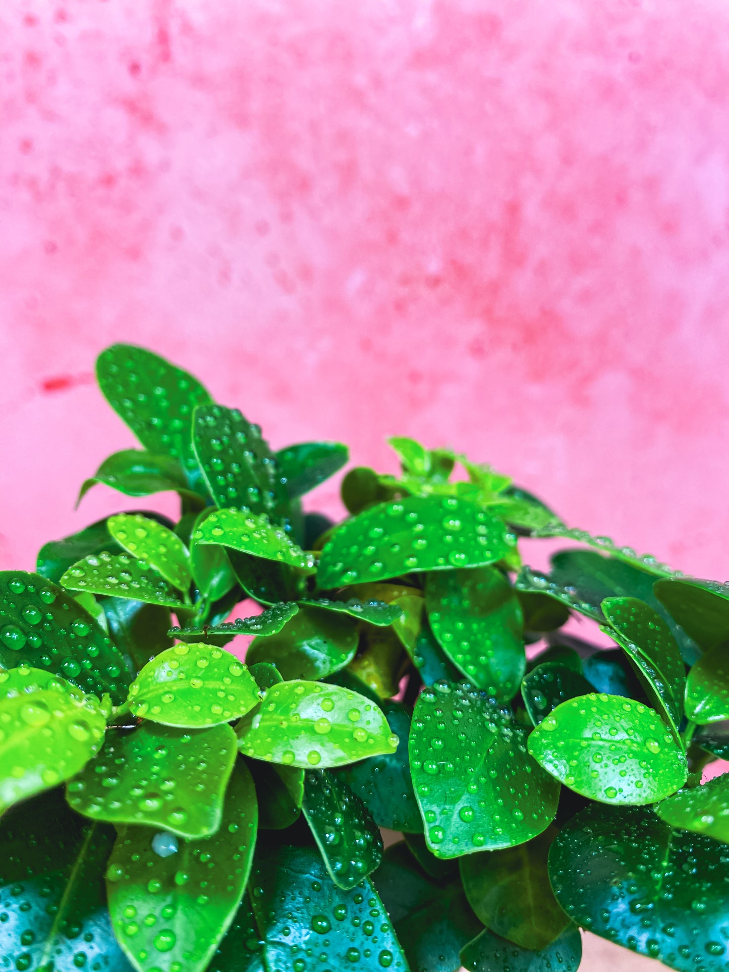 Ficus Ginseng