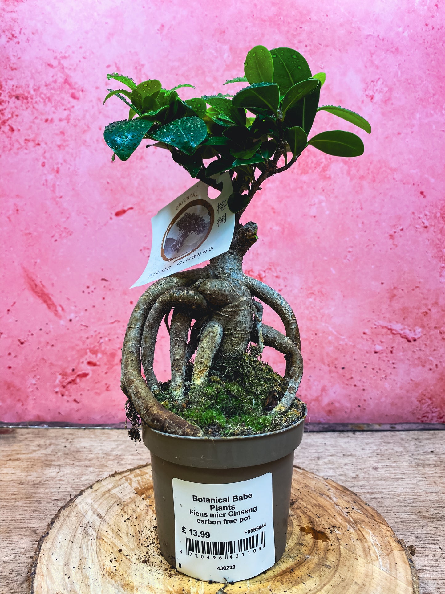 Ficus Ginseng