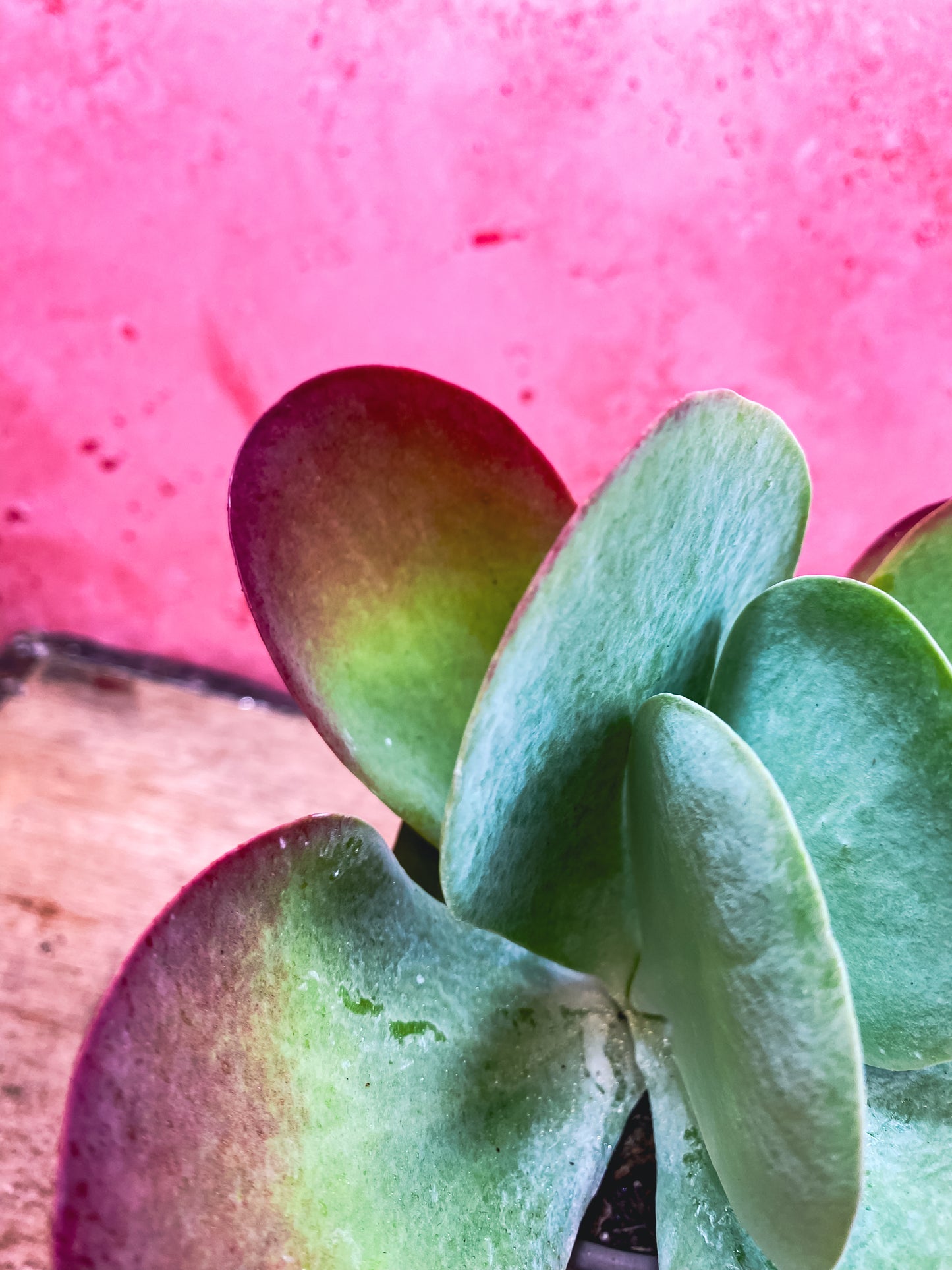 Kalanchoe