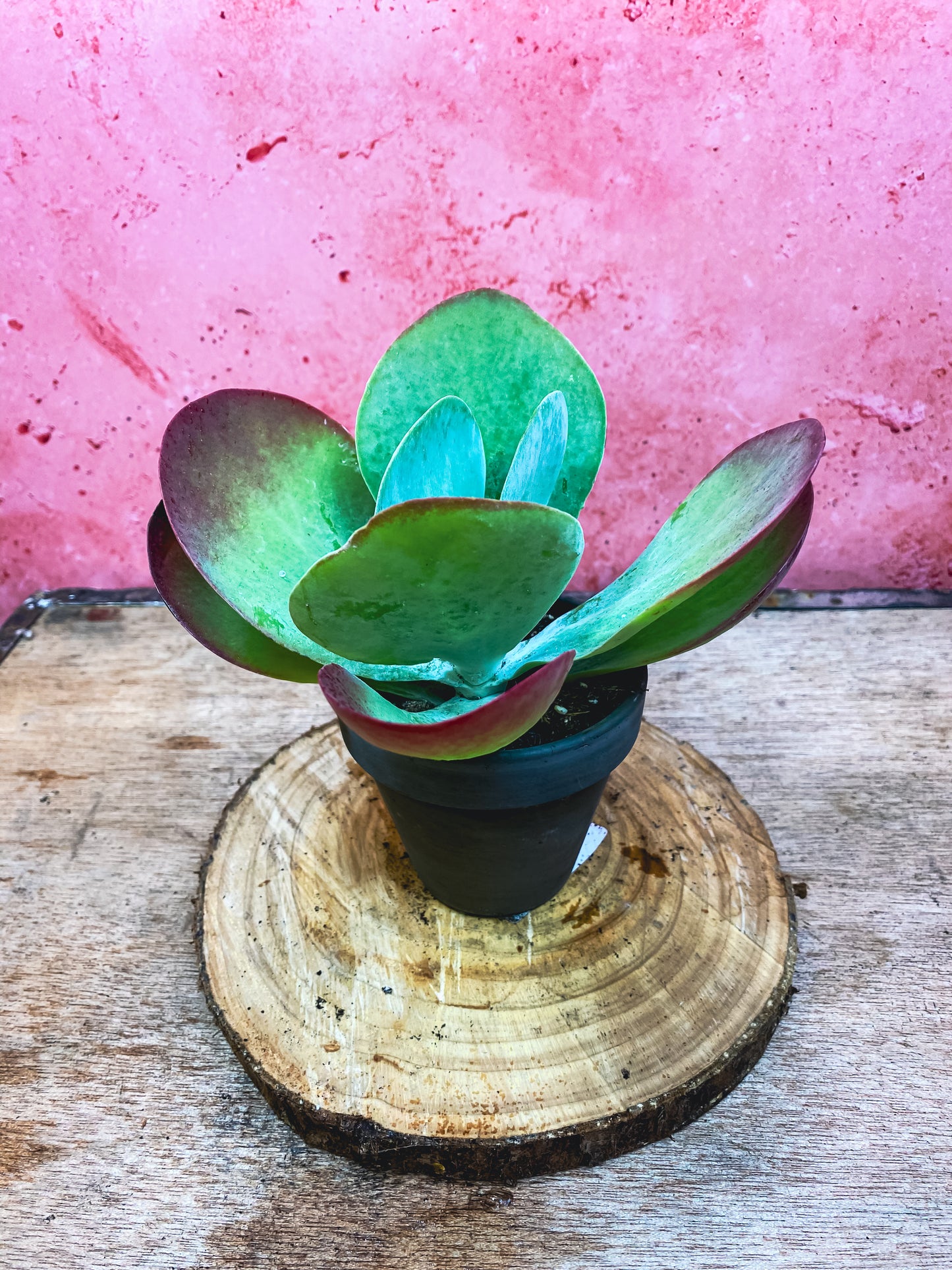 Kalanchoe