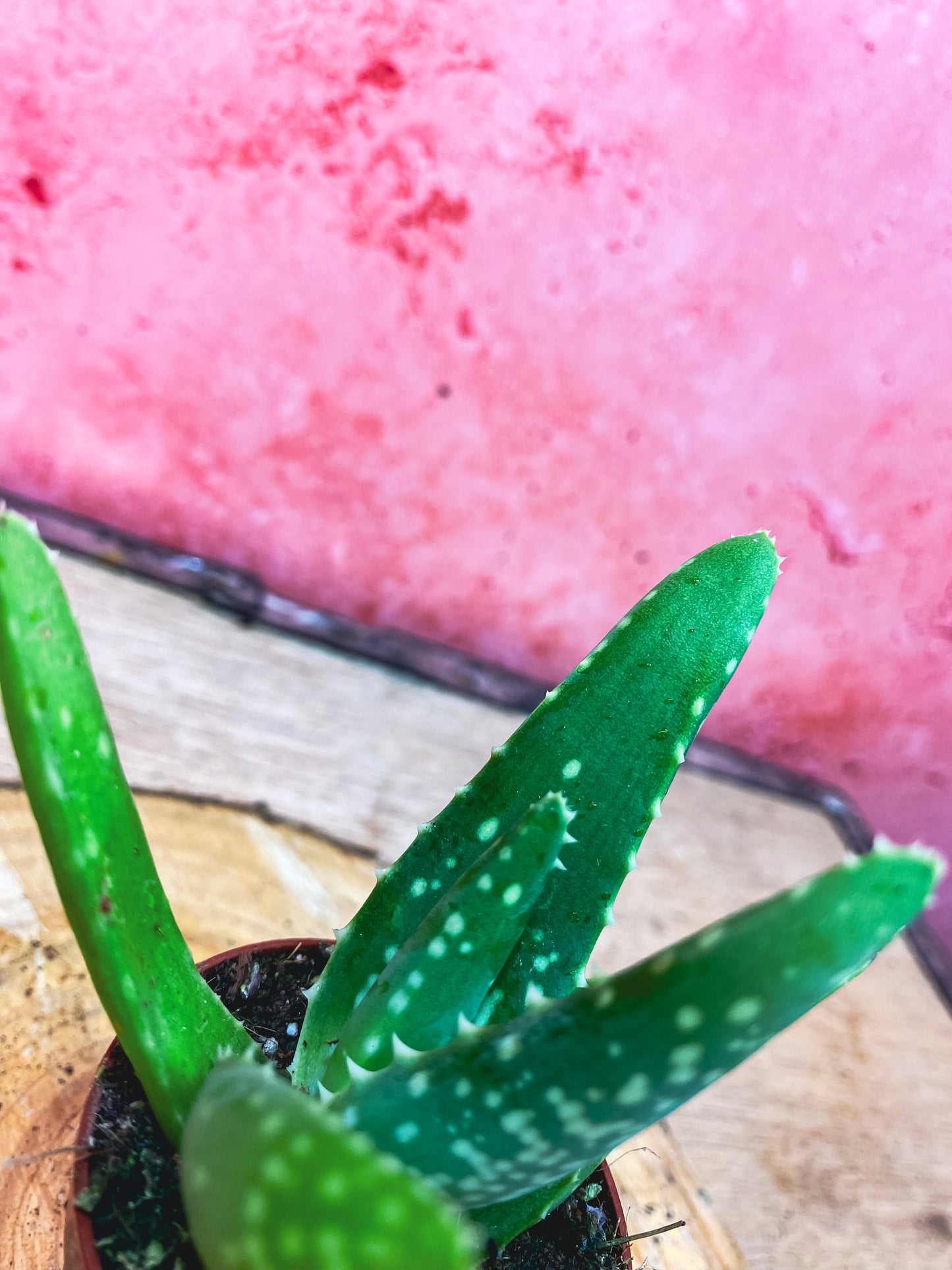 Mini Aloe Vera