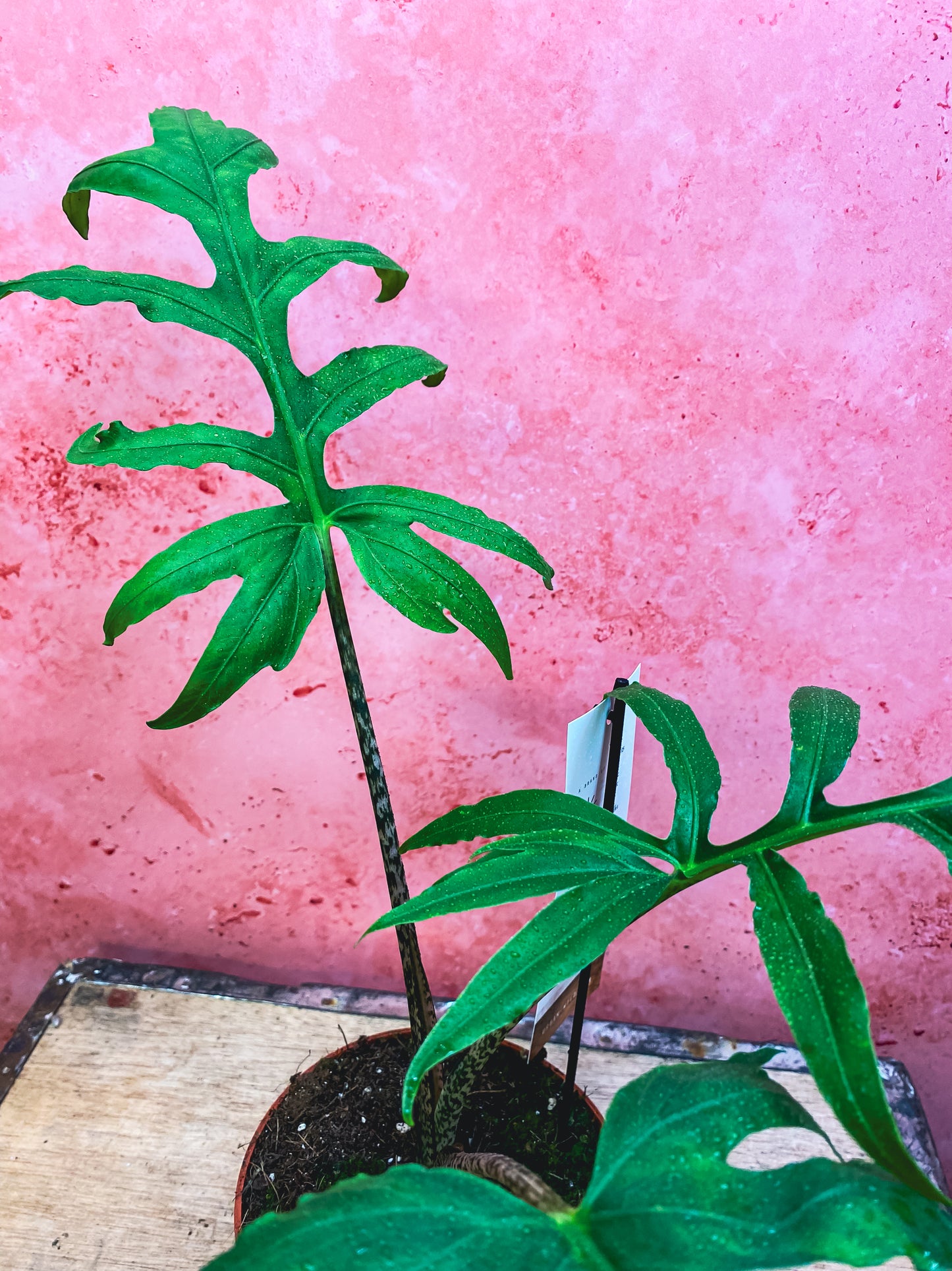 Alocasia Pink Passion
