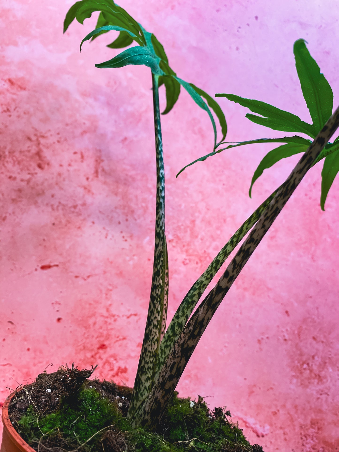 Alocasia Pink Passion