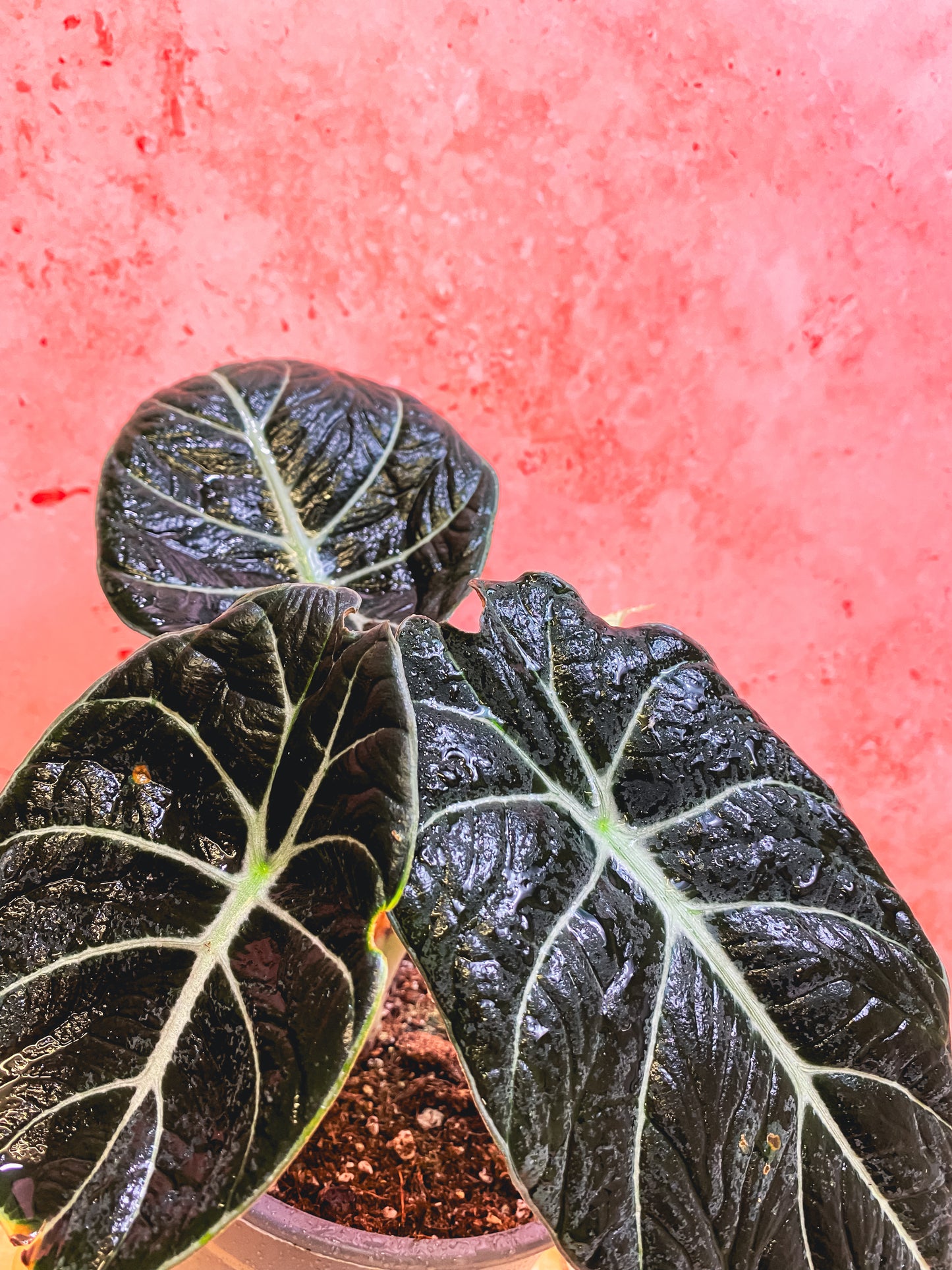 Alocasia Black Velvet