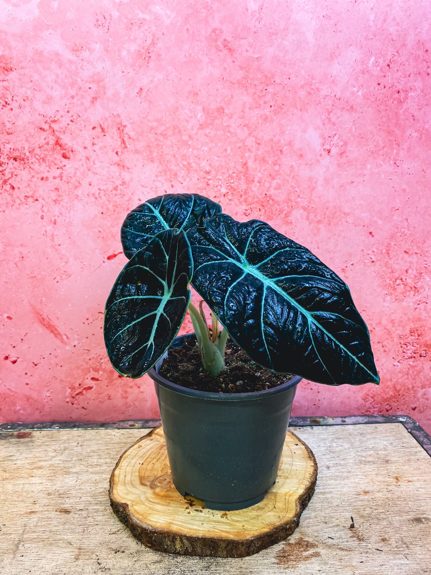 Alocasia Black Velvet