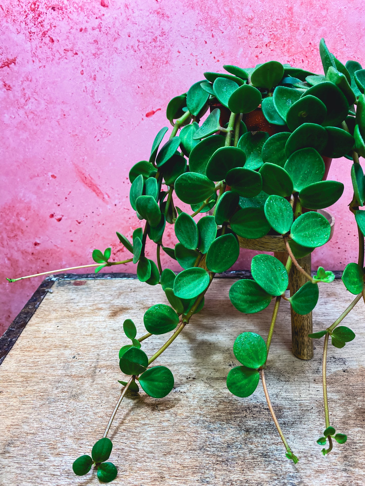 Peperomia Hope