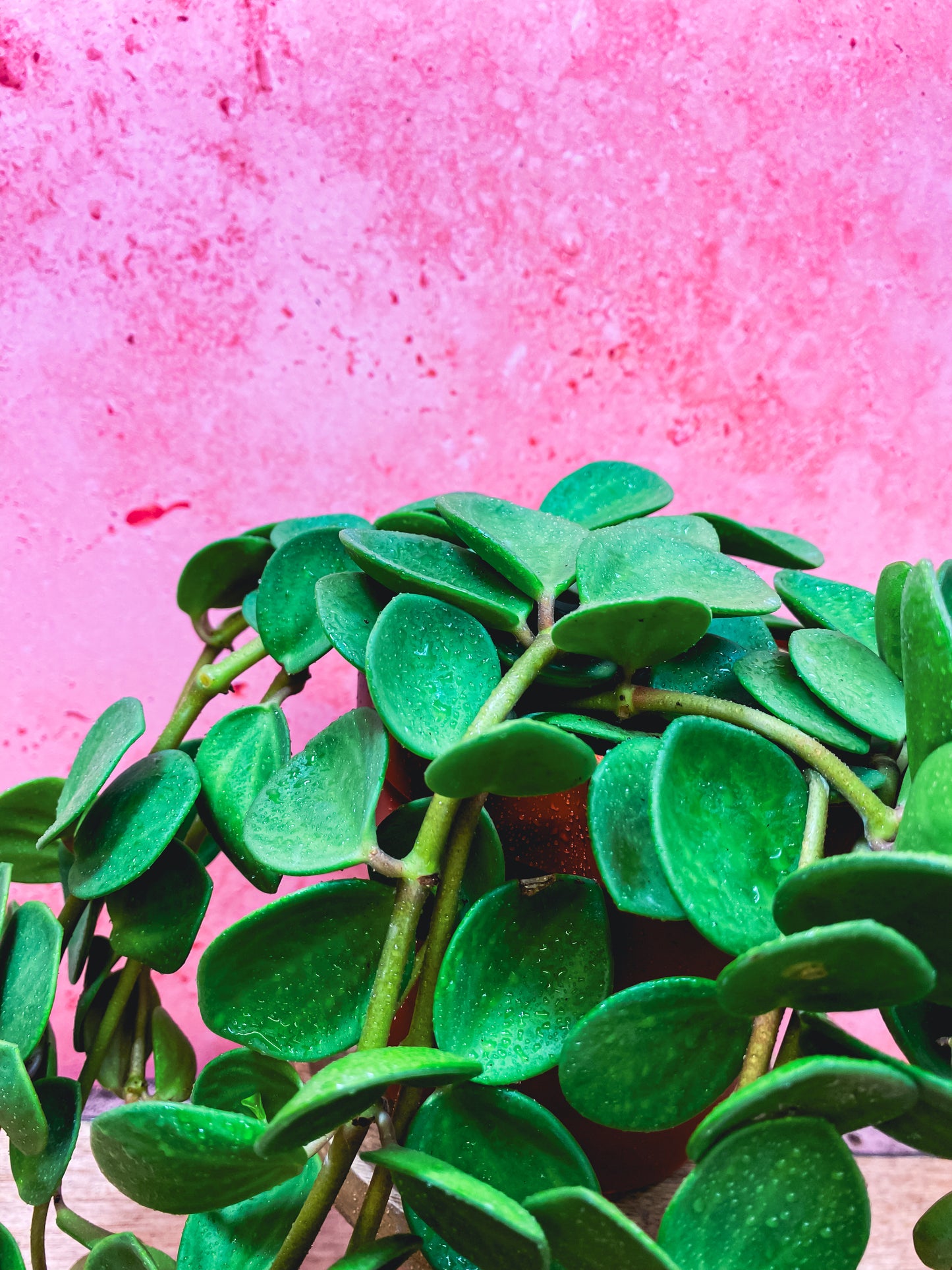 Peperomia Hope