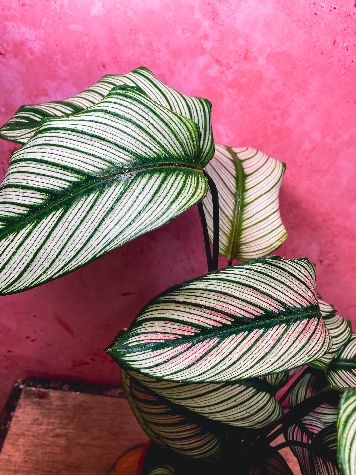 Calathea Whitestar