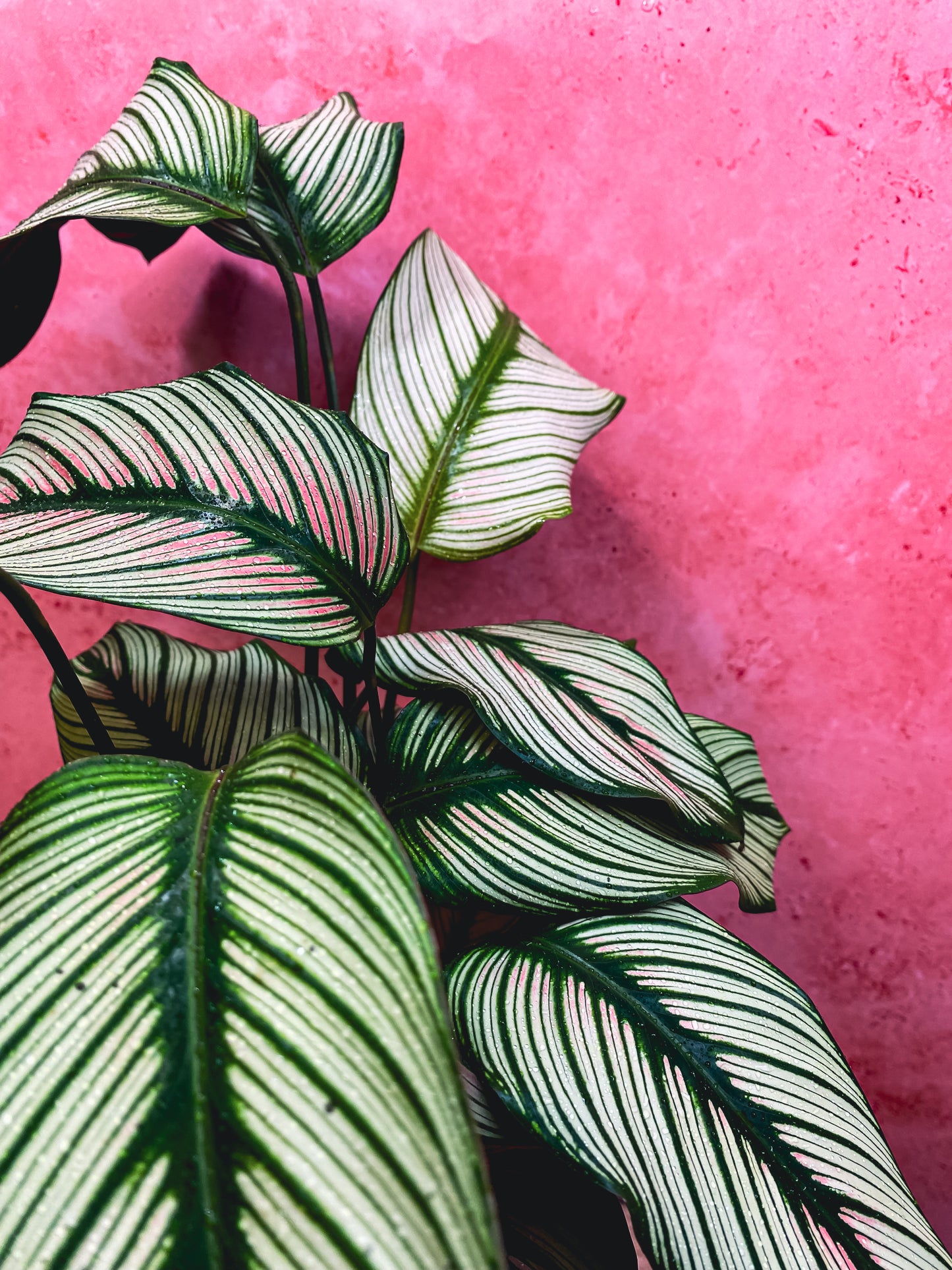 Calathea Whitestar