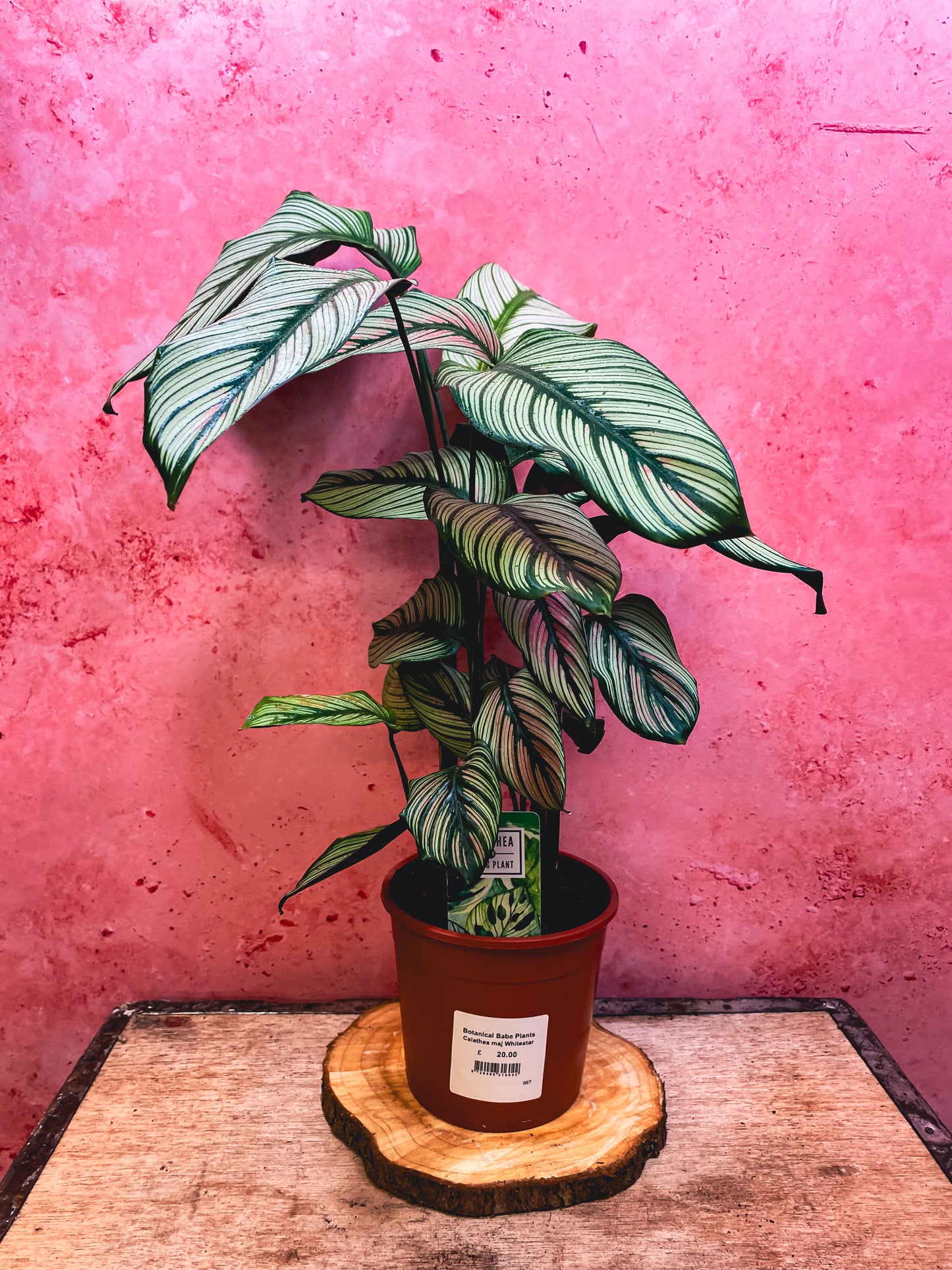 Calathea Whitestar