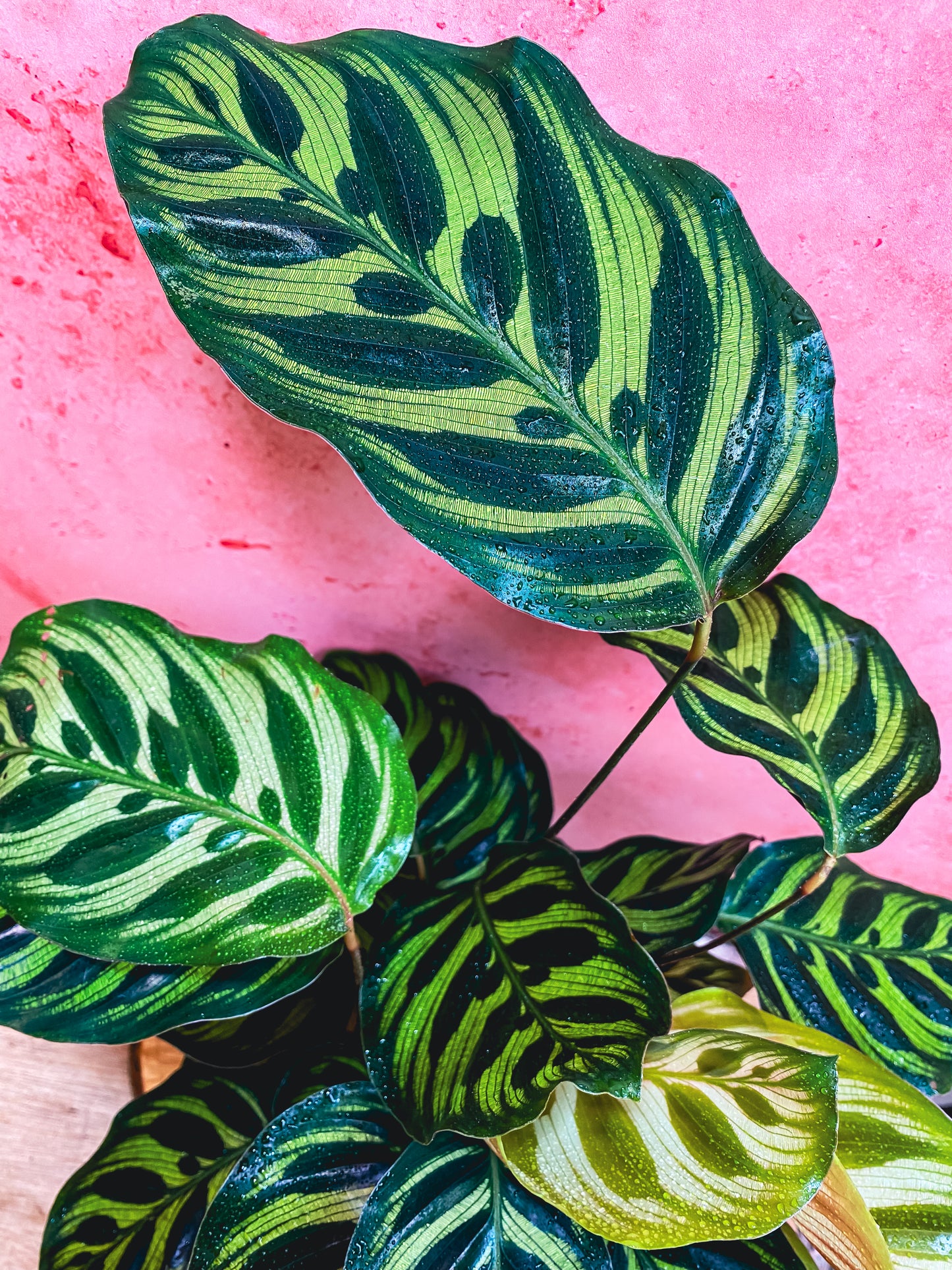 Calathea Makoyana
