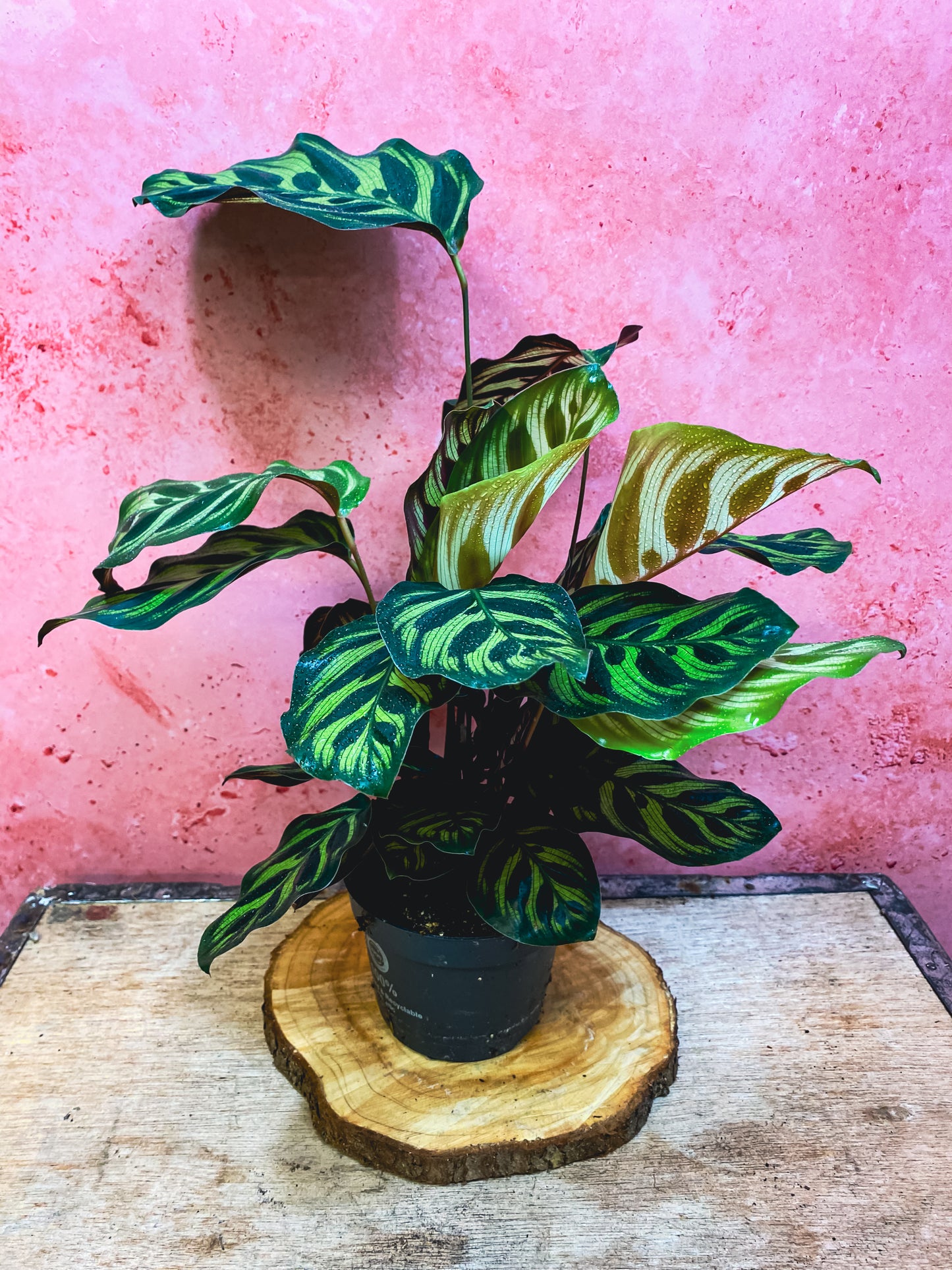 Calathea Makoyana