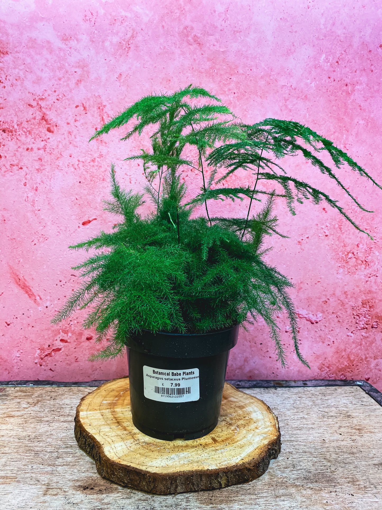 Asparagus Fern
