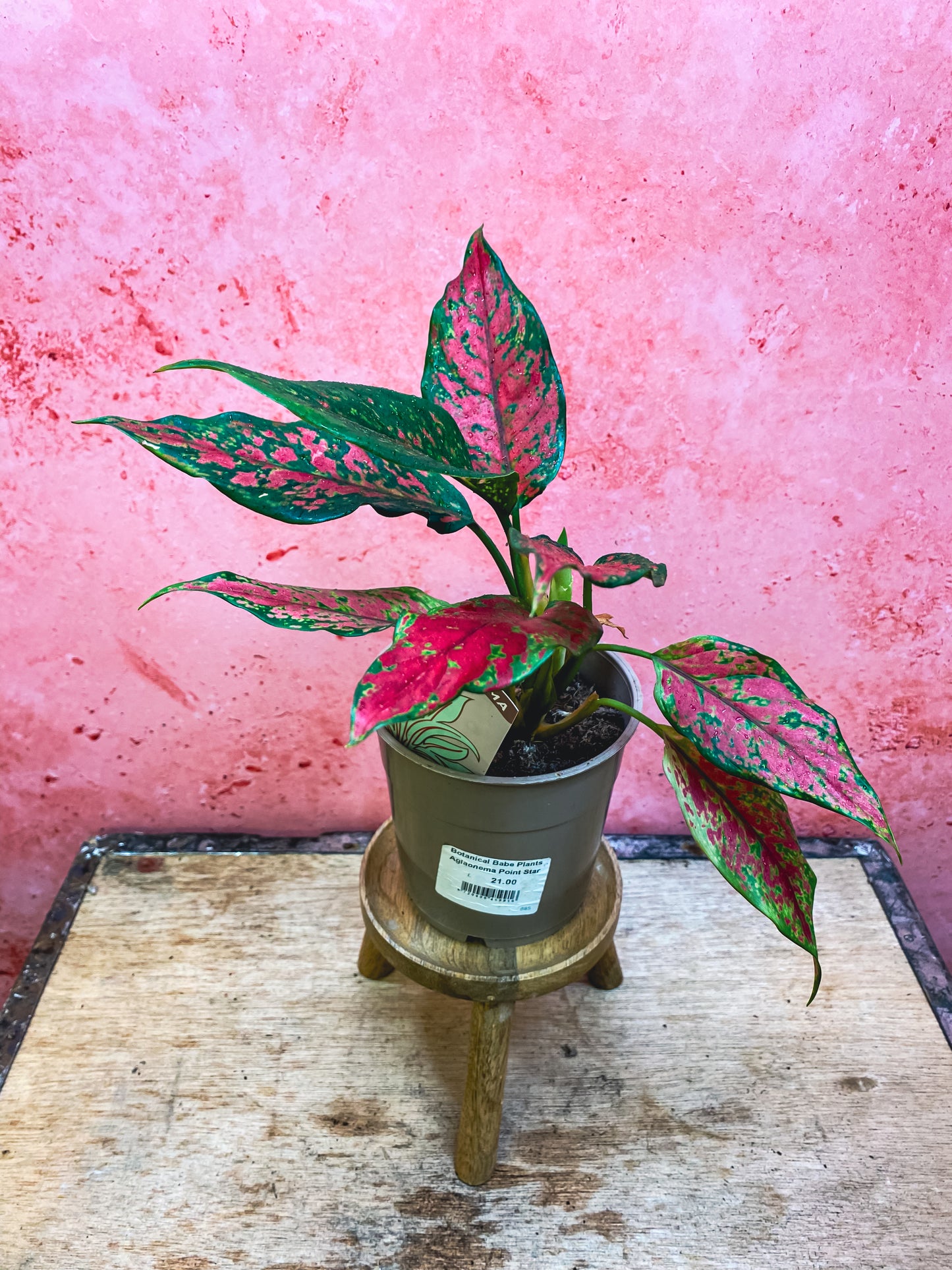 Aglomena Mix
