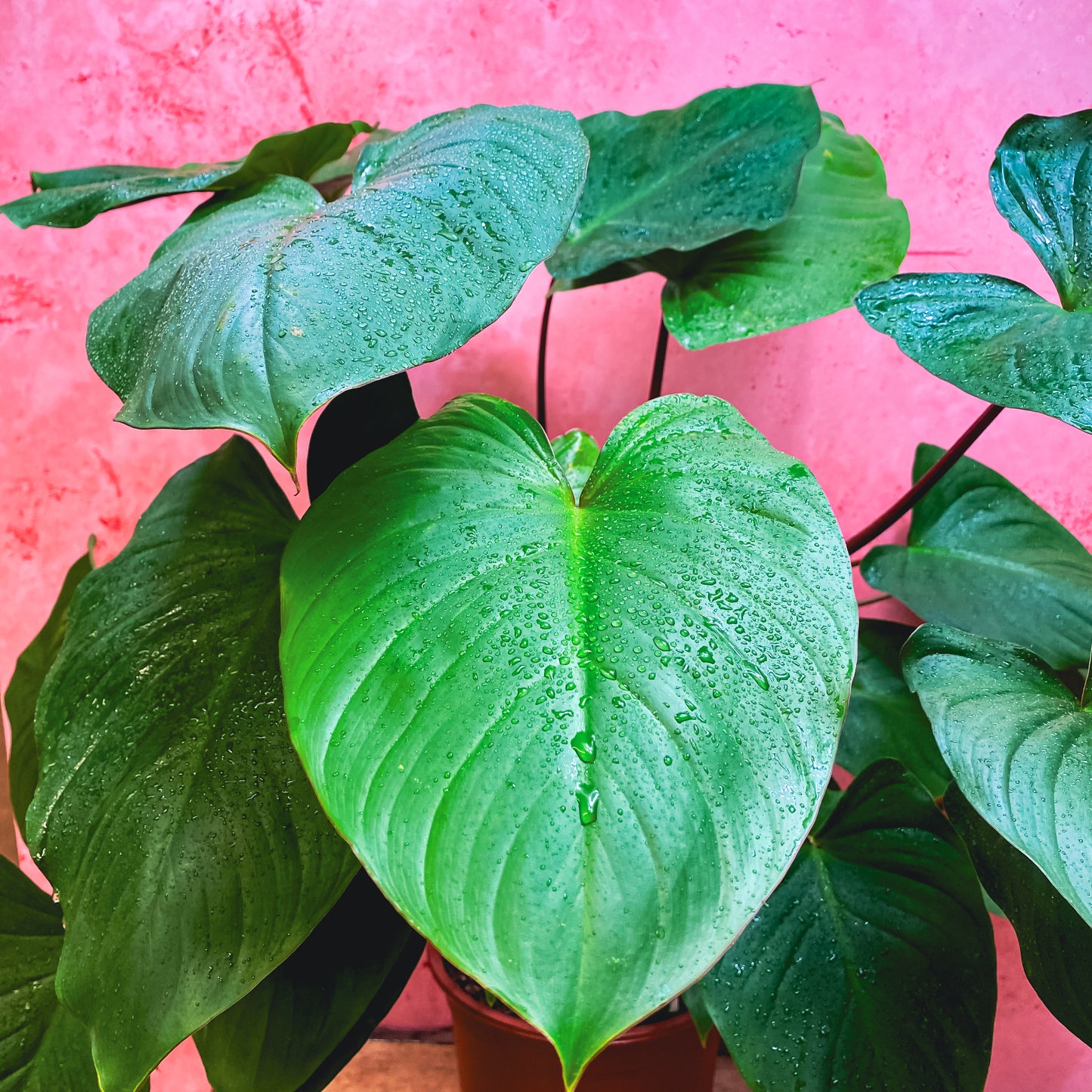 Homalomena Maggy