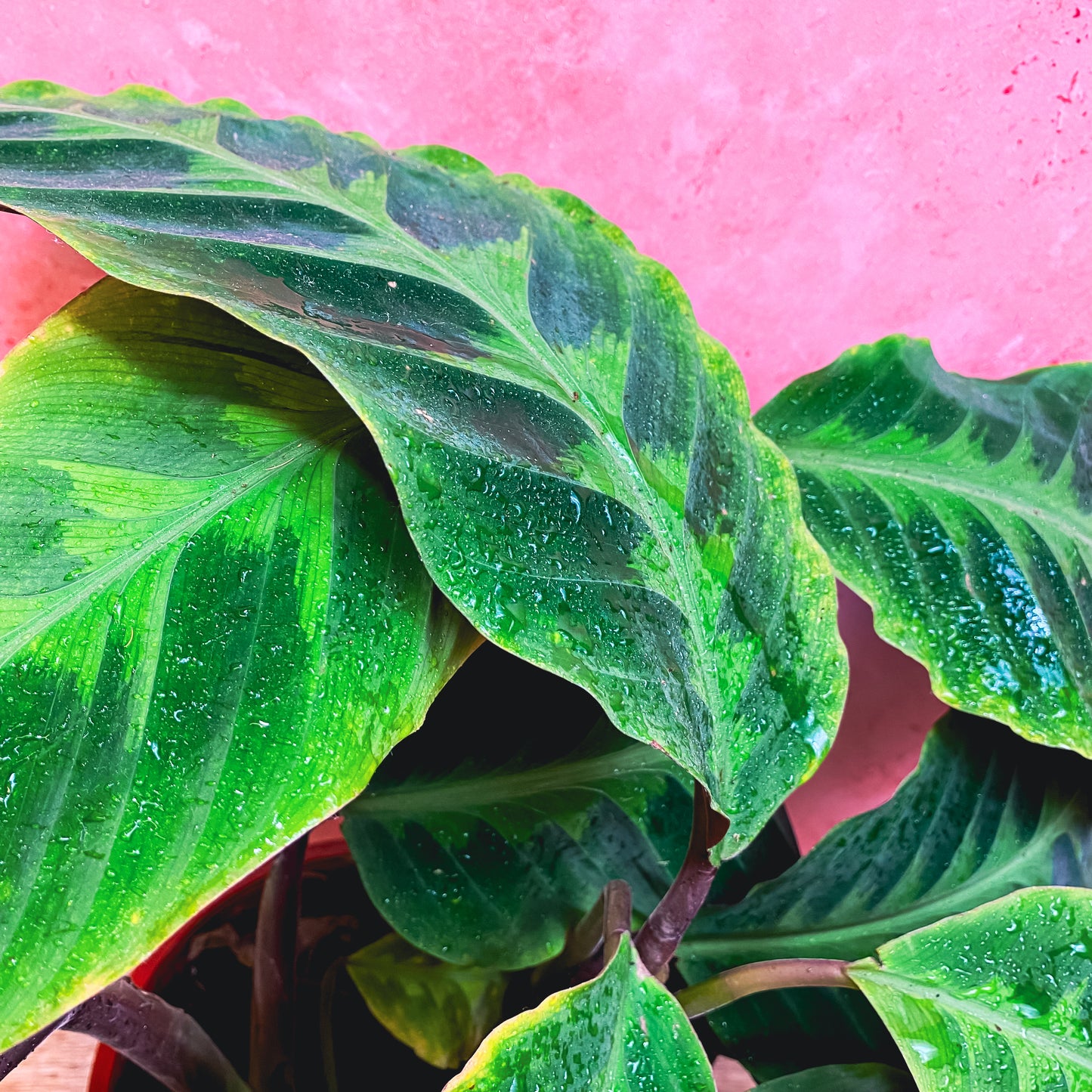 Calathea Warscewiczii