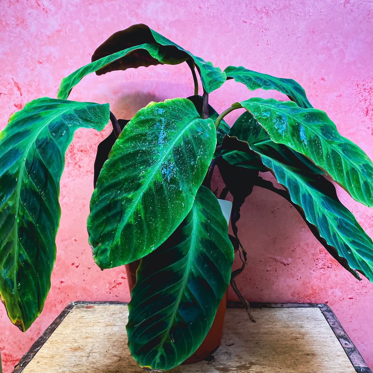 Calathea Warscewiczii