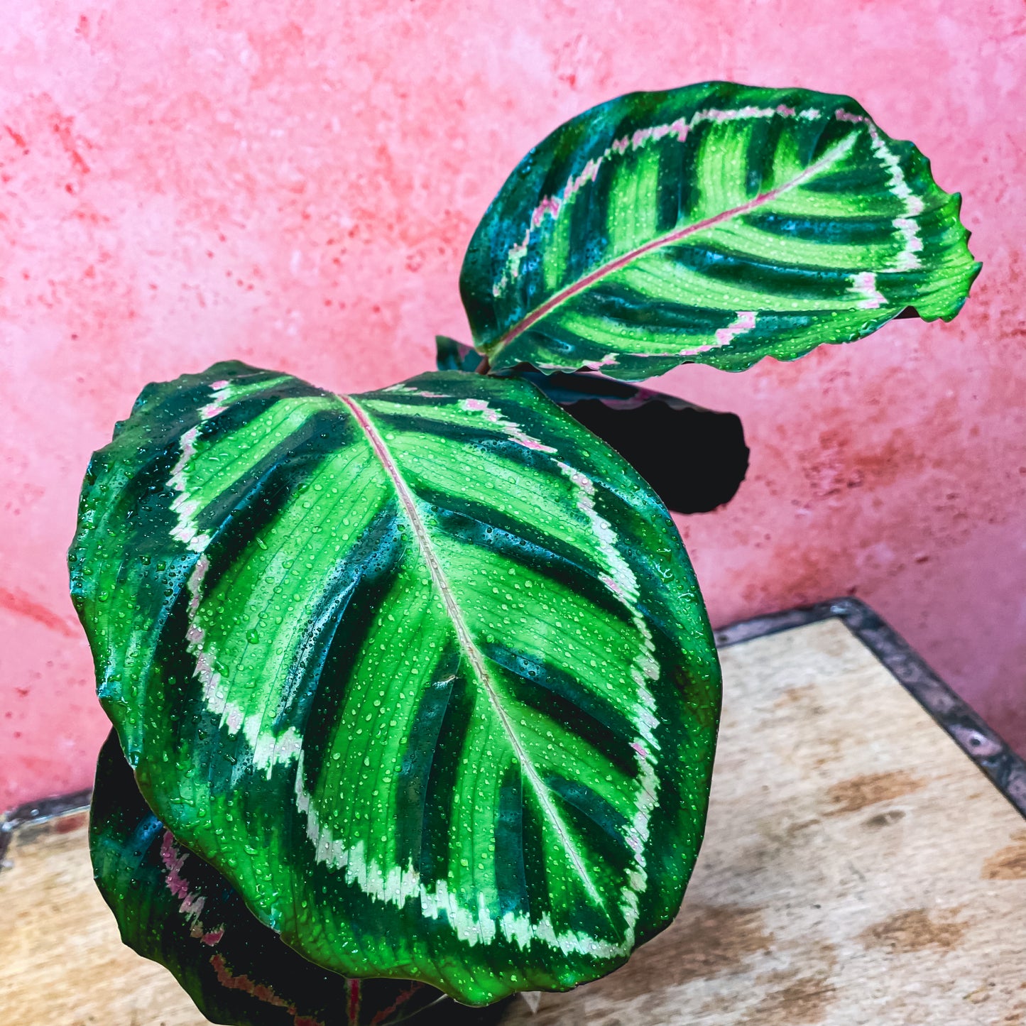 Calathea Rose Rabbit Ear