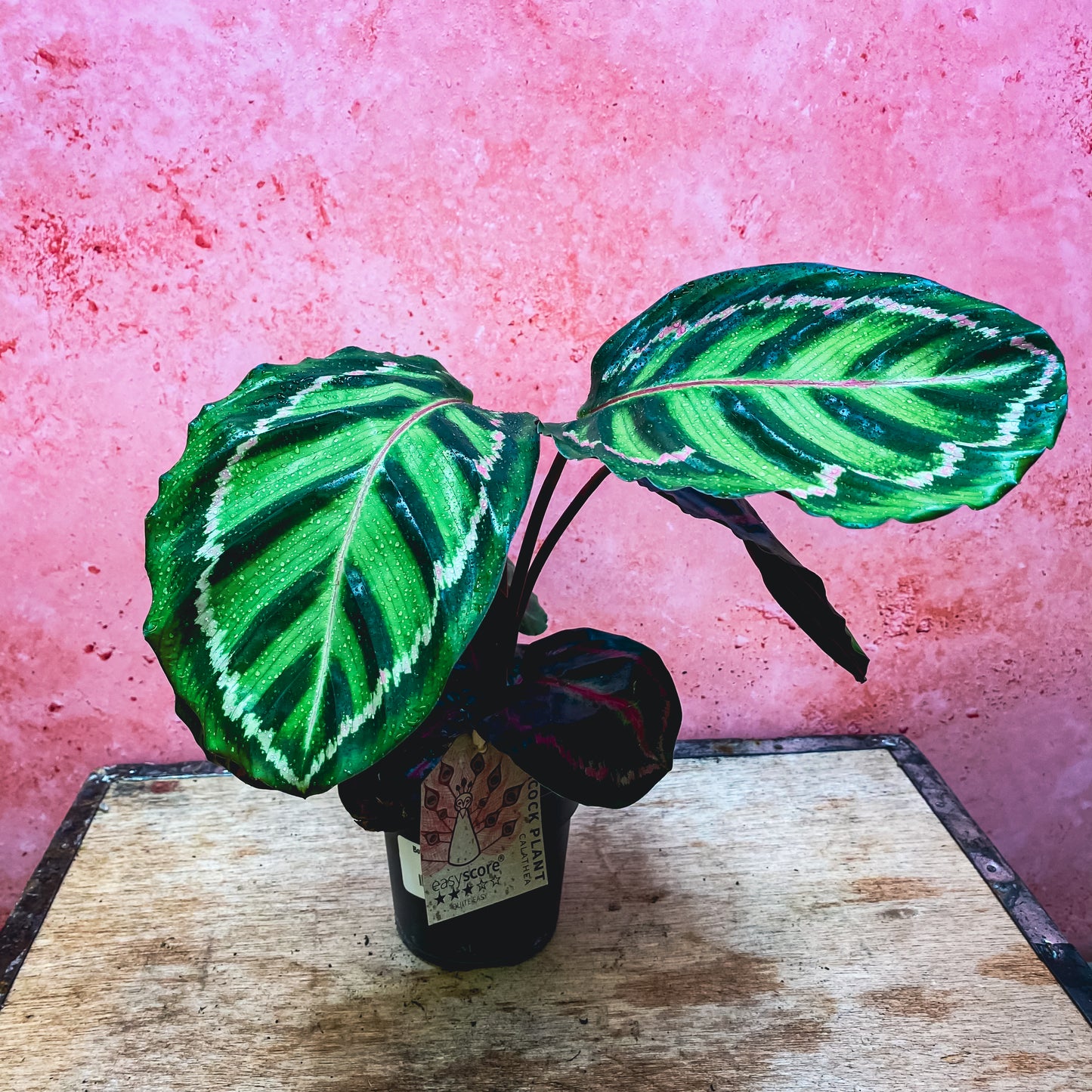 Calathea Rose Rabbit Ear