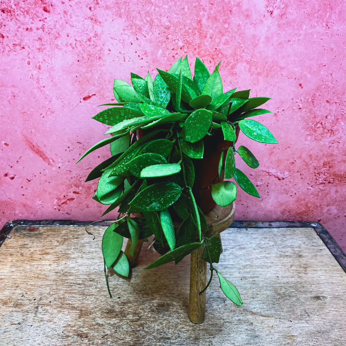 Hoya Carnaso Gracilis