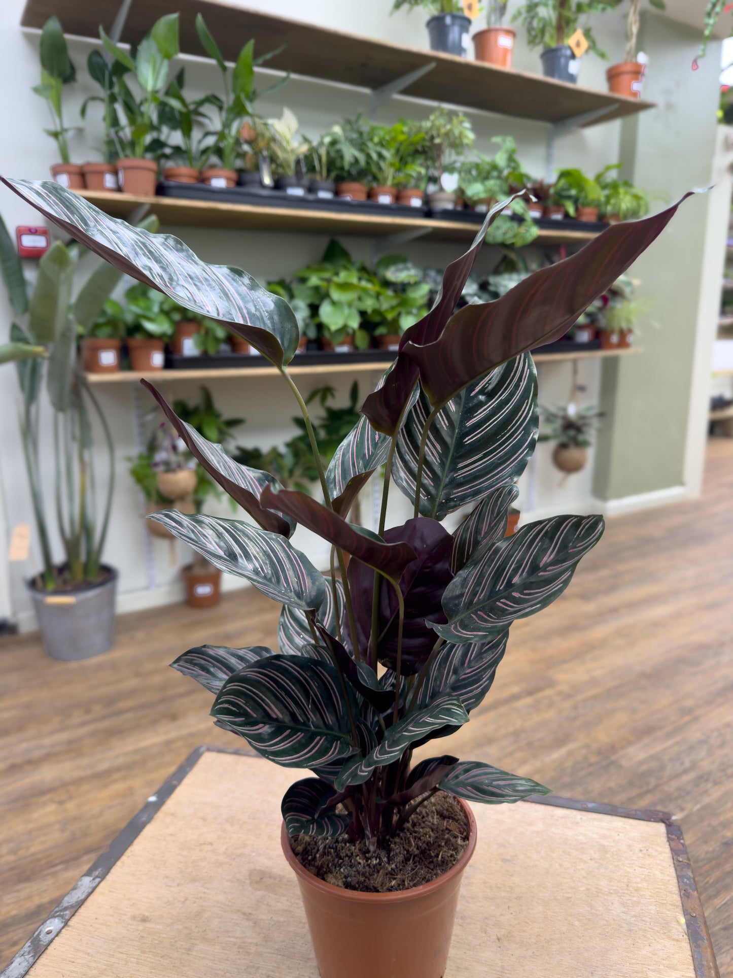 Calathea Ornata