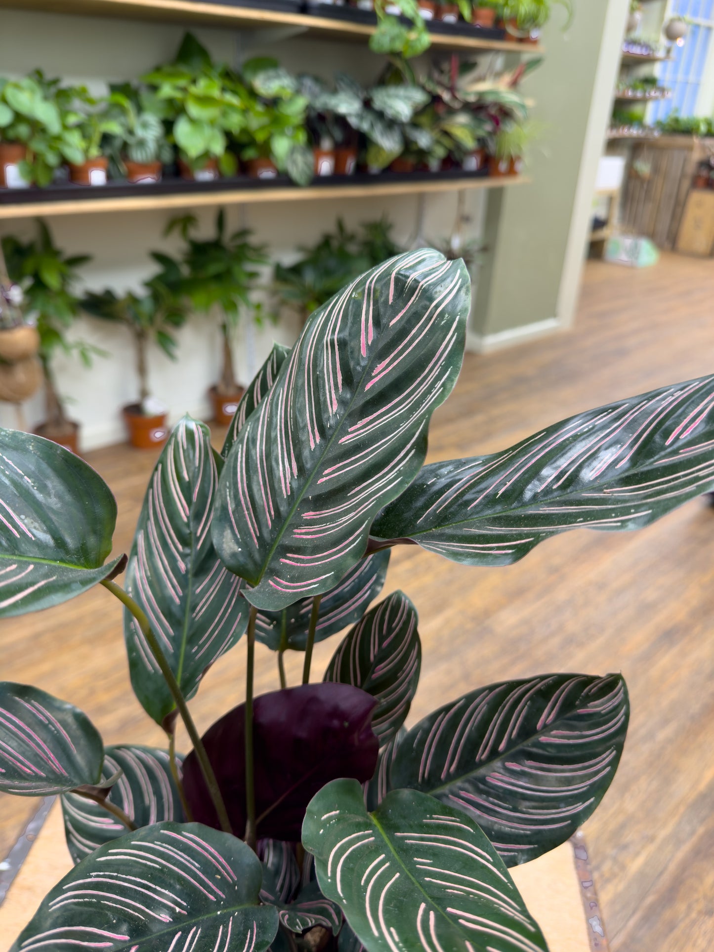 Calathea Ornata