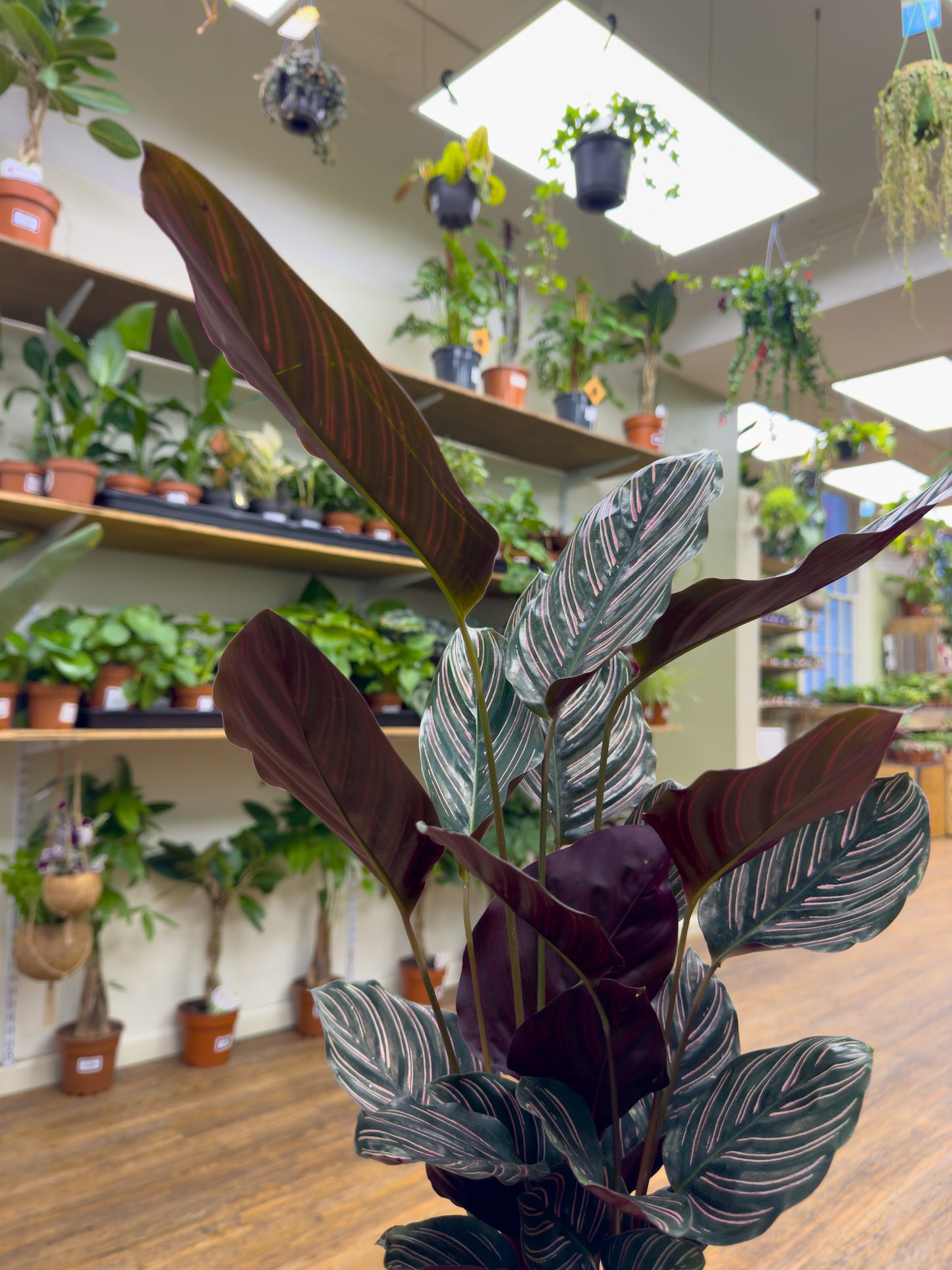 Calathea Ornata