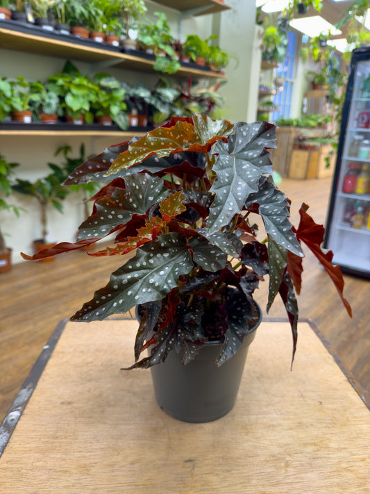 Begonia Black Forest