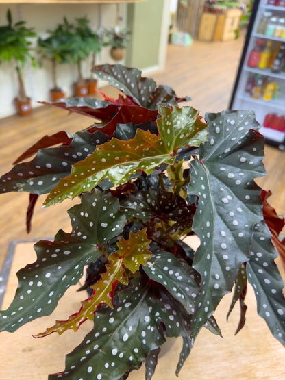 Begonia Black Forest