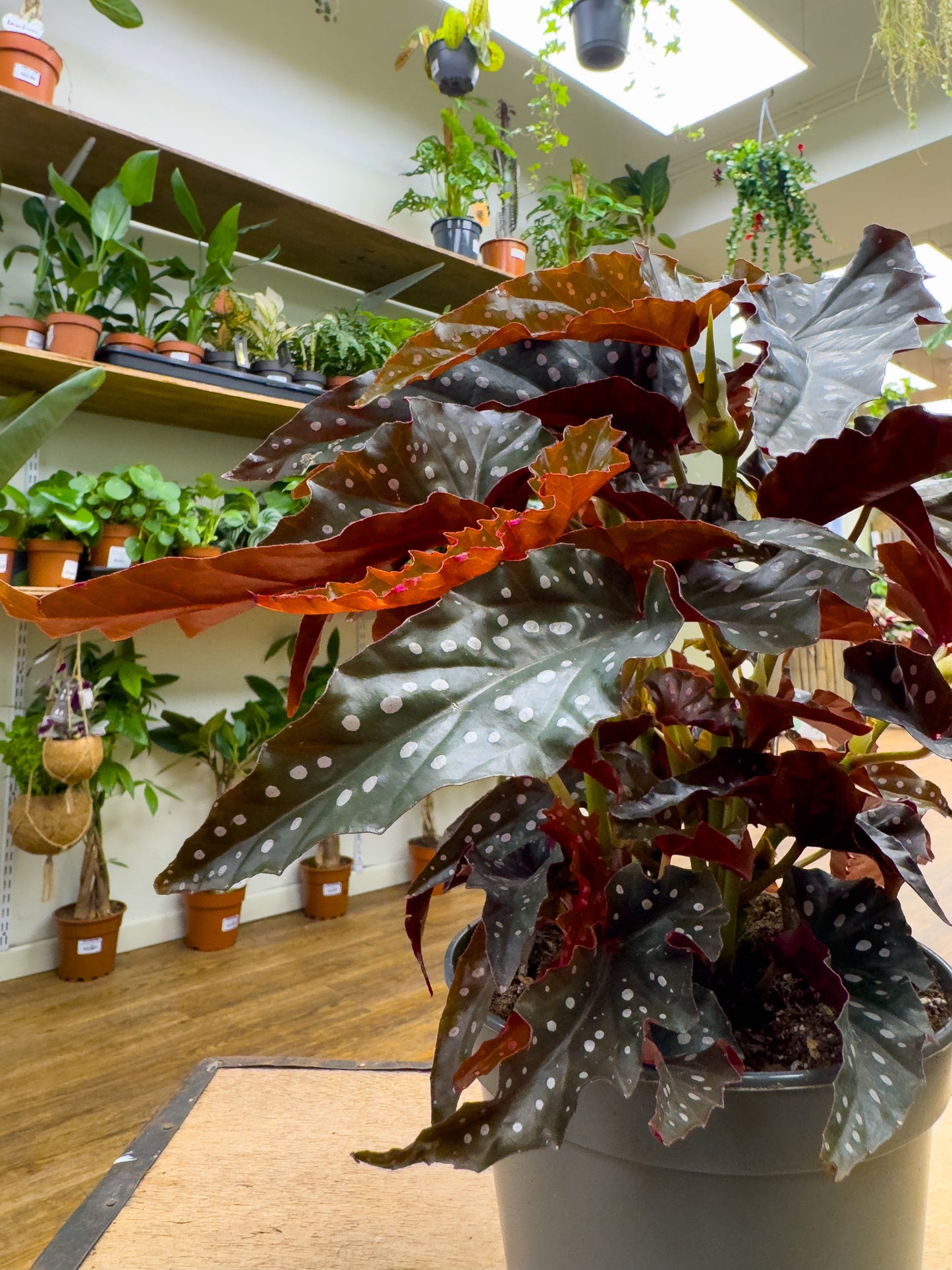 Begonia Black Forest