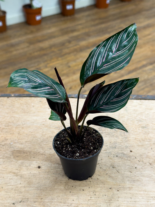 Calathea Ornata