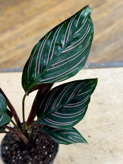 Calathea Ornata