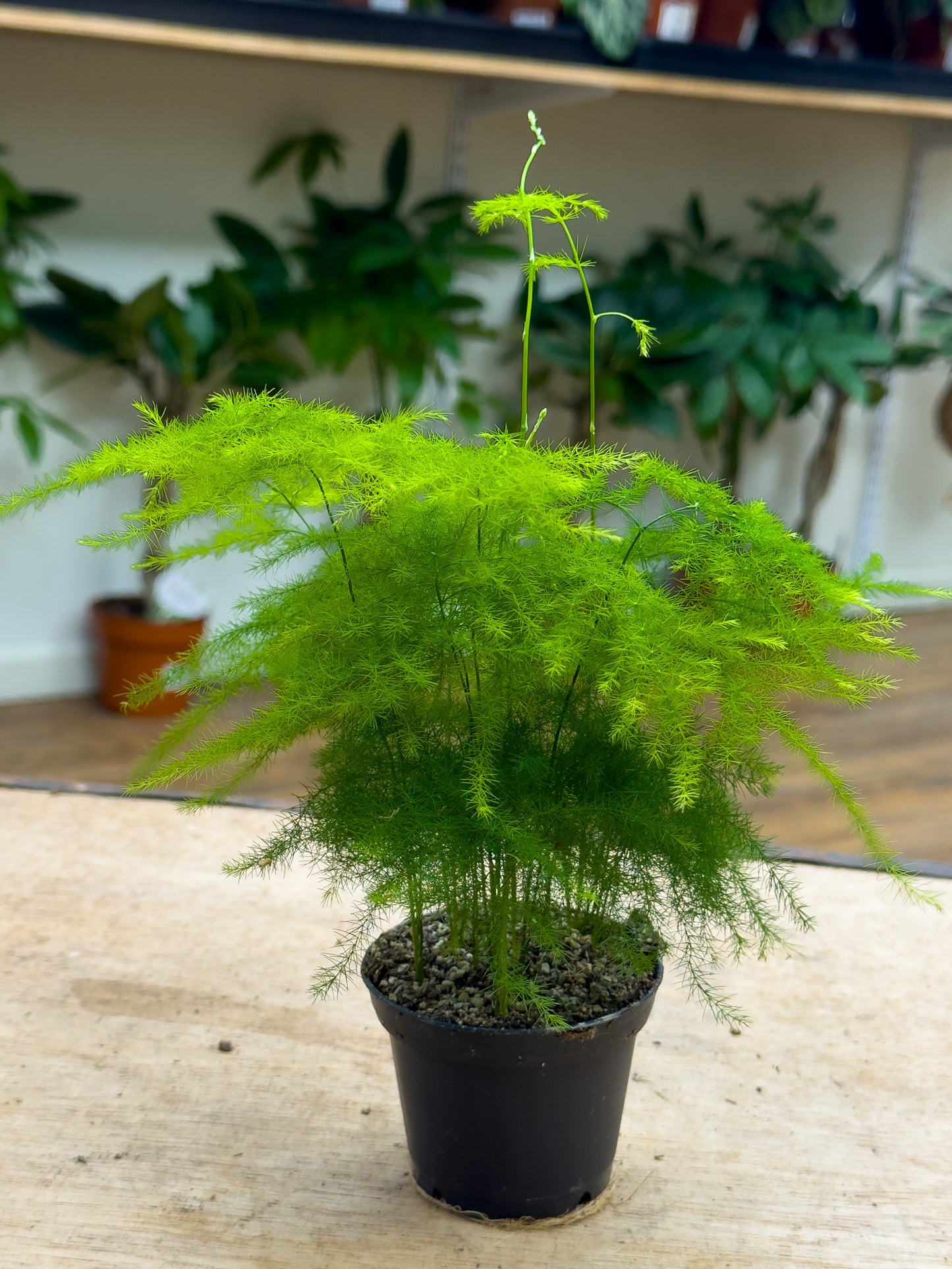 Asparagus Fern