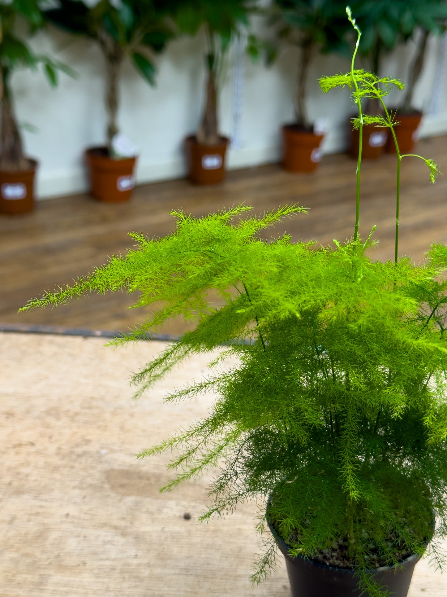 Asparagus Fern