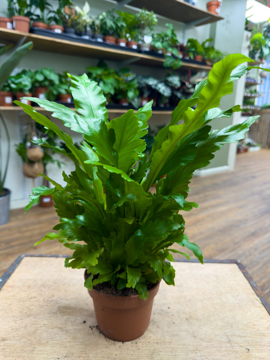 Bird Nest Fern